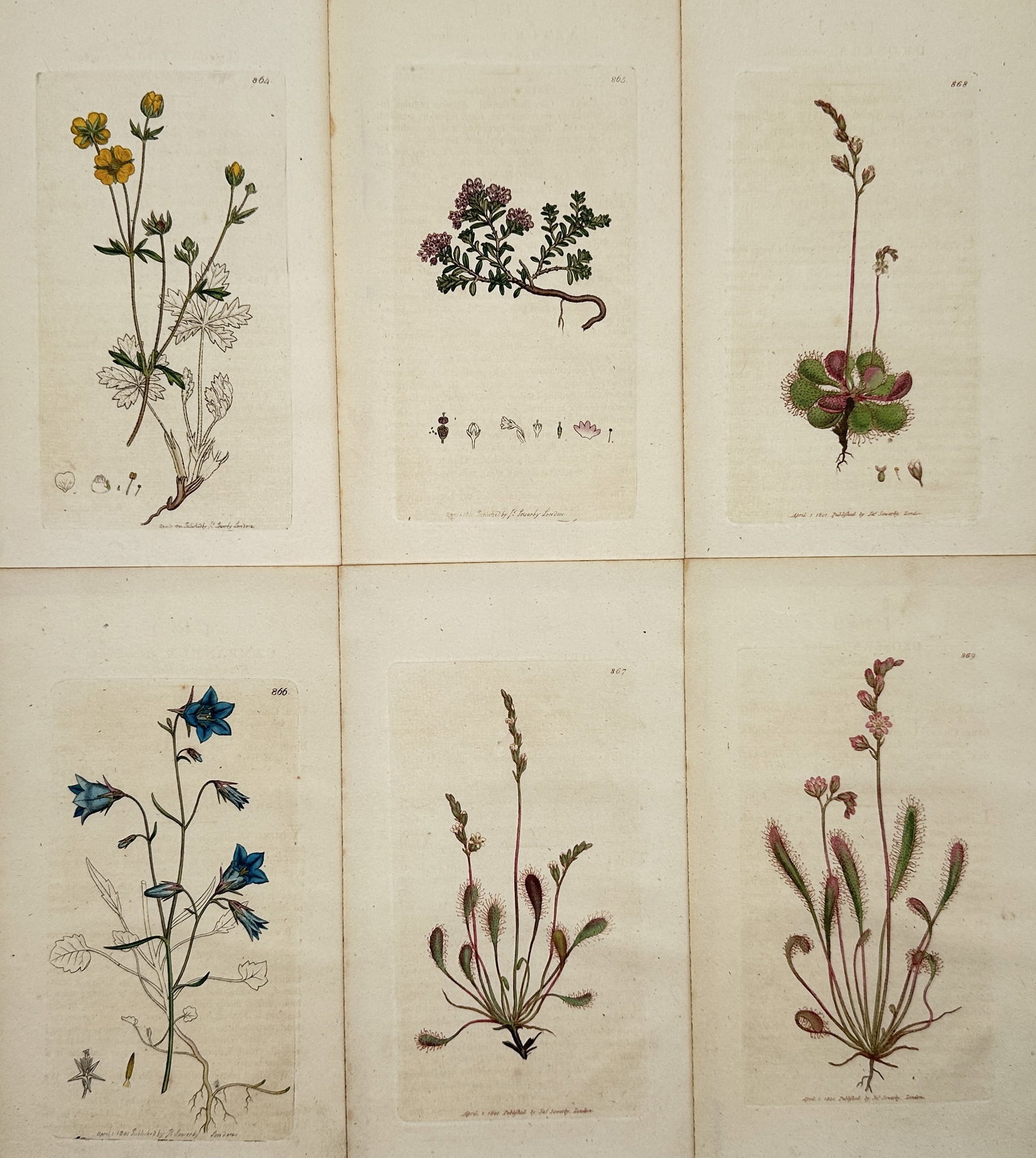 James Sowerby (1757–1822) – Set of 6: A Compendium of Native Flora: Six Plates: This set of six engravings, which includes hand-coloring, depicts various Northern European wildflowers and plants, illustrating their roots, leaves, and flowers in detail for scientific identificatio