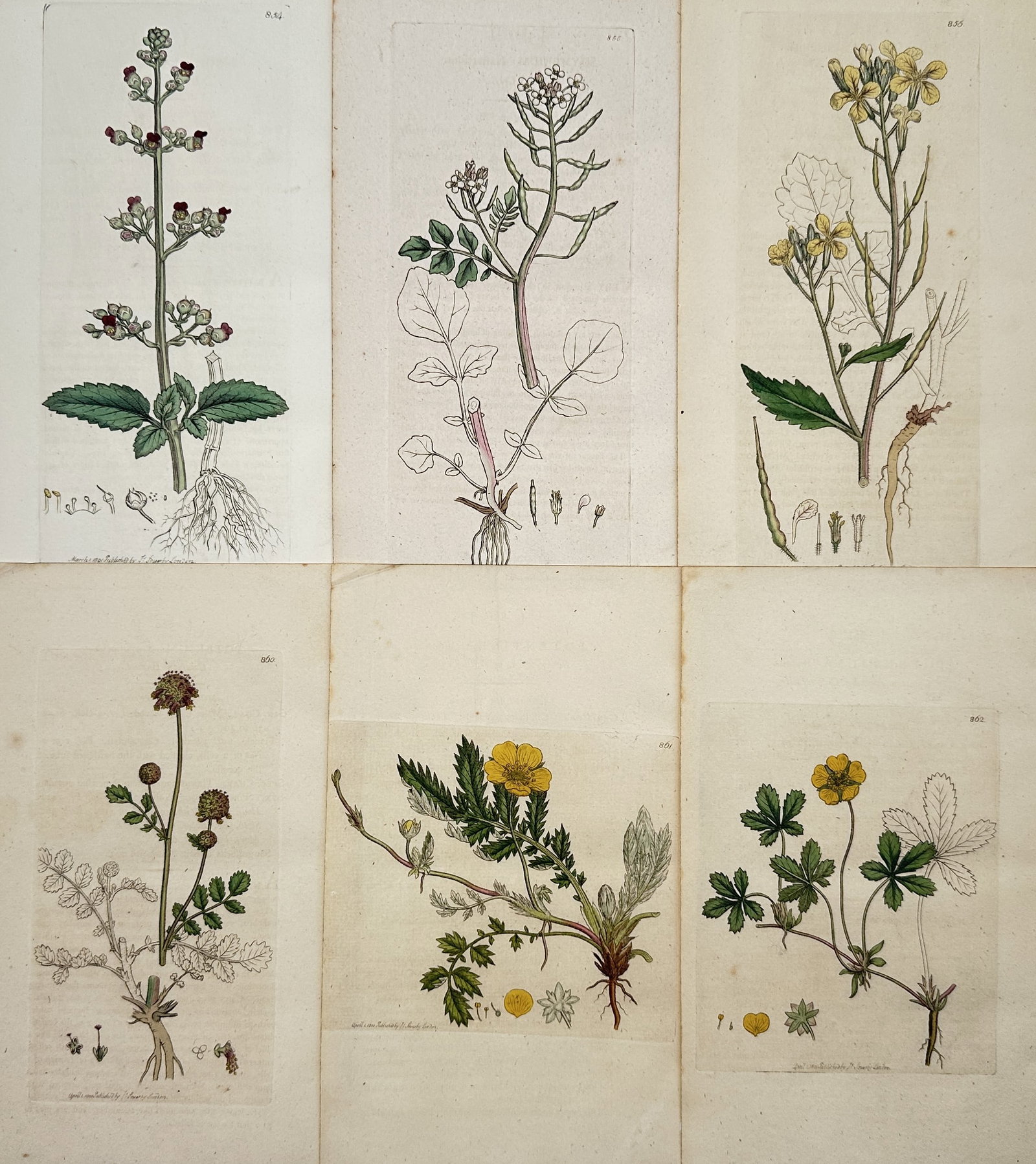James Sowerby (1757–1822) – Set of 6: Flora from Great Britain – Engraving with hand-coloring: This set of six engravings, which includes hand-coloring, depicts various Northern European wildflowers and plants, illustrating their roots, leaves, and flowers in detail for scientific identificatio