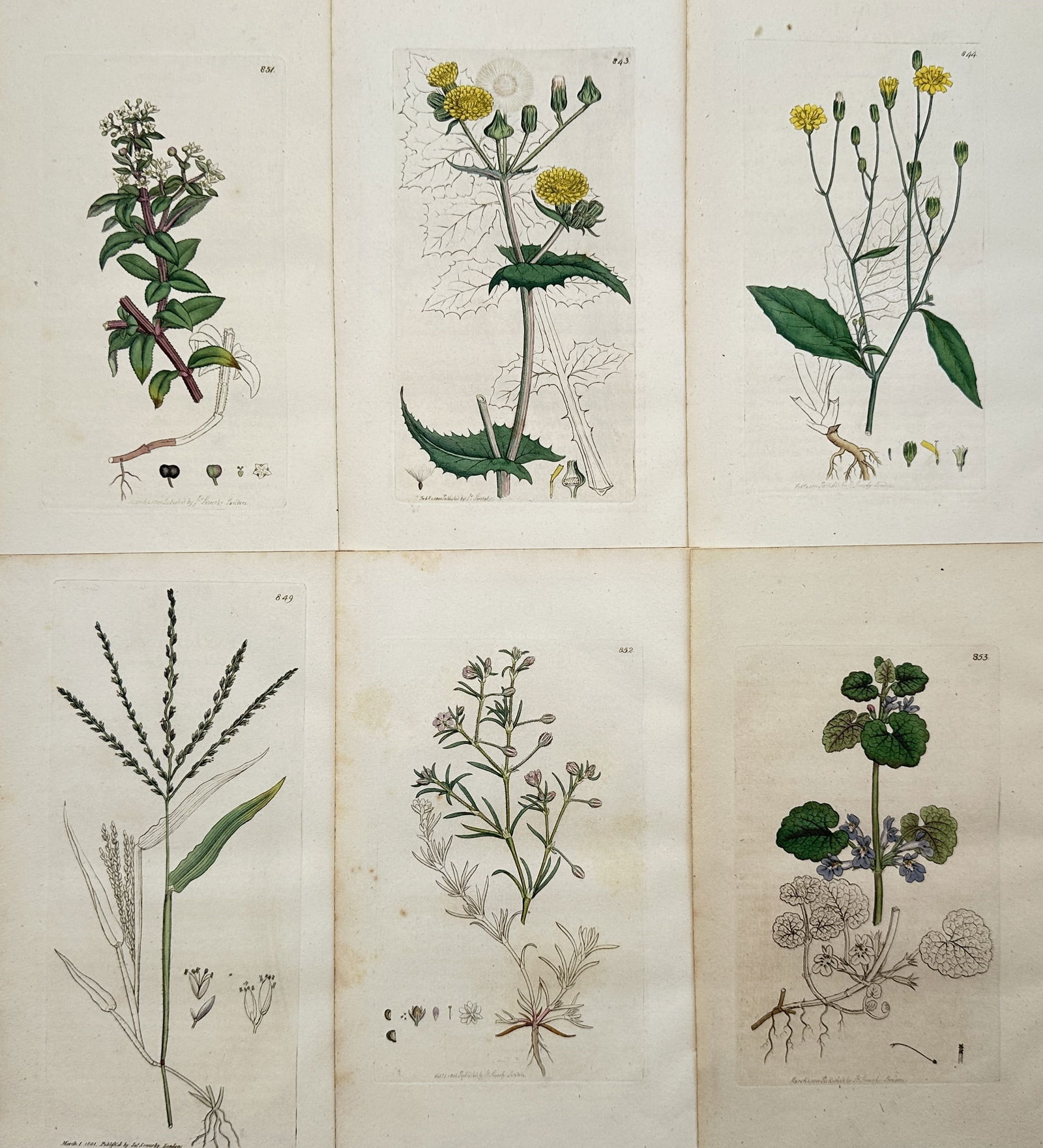 James Sowerby (1757–1822) – Set of 6: Plates of Wildflower Anatomy (1 of 2)