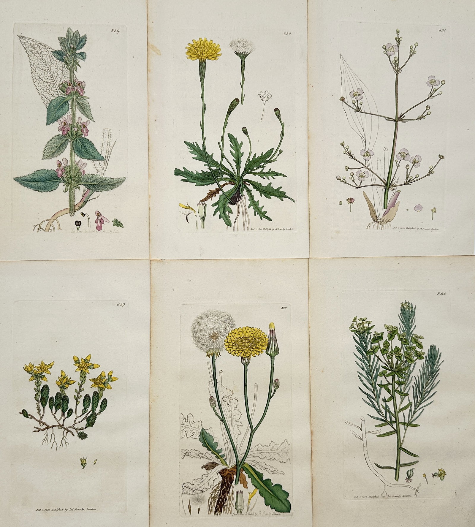 James Sowerby (1757–1822) – Set of 6: Botanical Illustrations from English Botany: This set of six engravings, which includes hand-coloring, depicts various Northern European wildflowers and plants, illustrating their roots, leaves, and flowers in detail for scientific identificatio