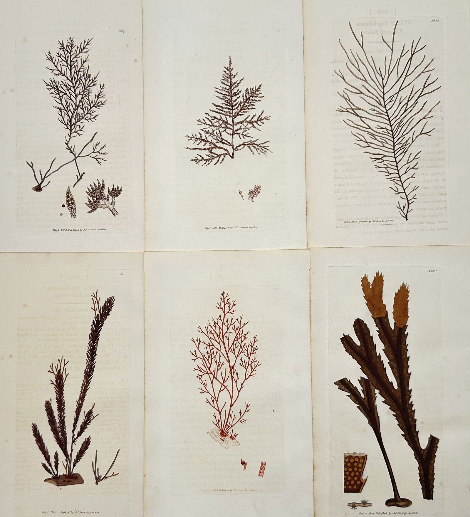 James Sowerby (1757–1822) – Set of 6: Herbal Illustrations from English Botany (1 of 2)