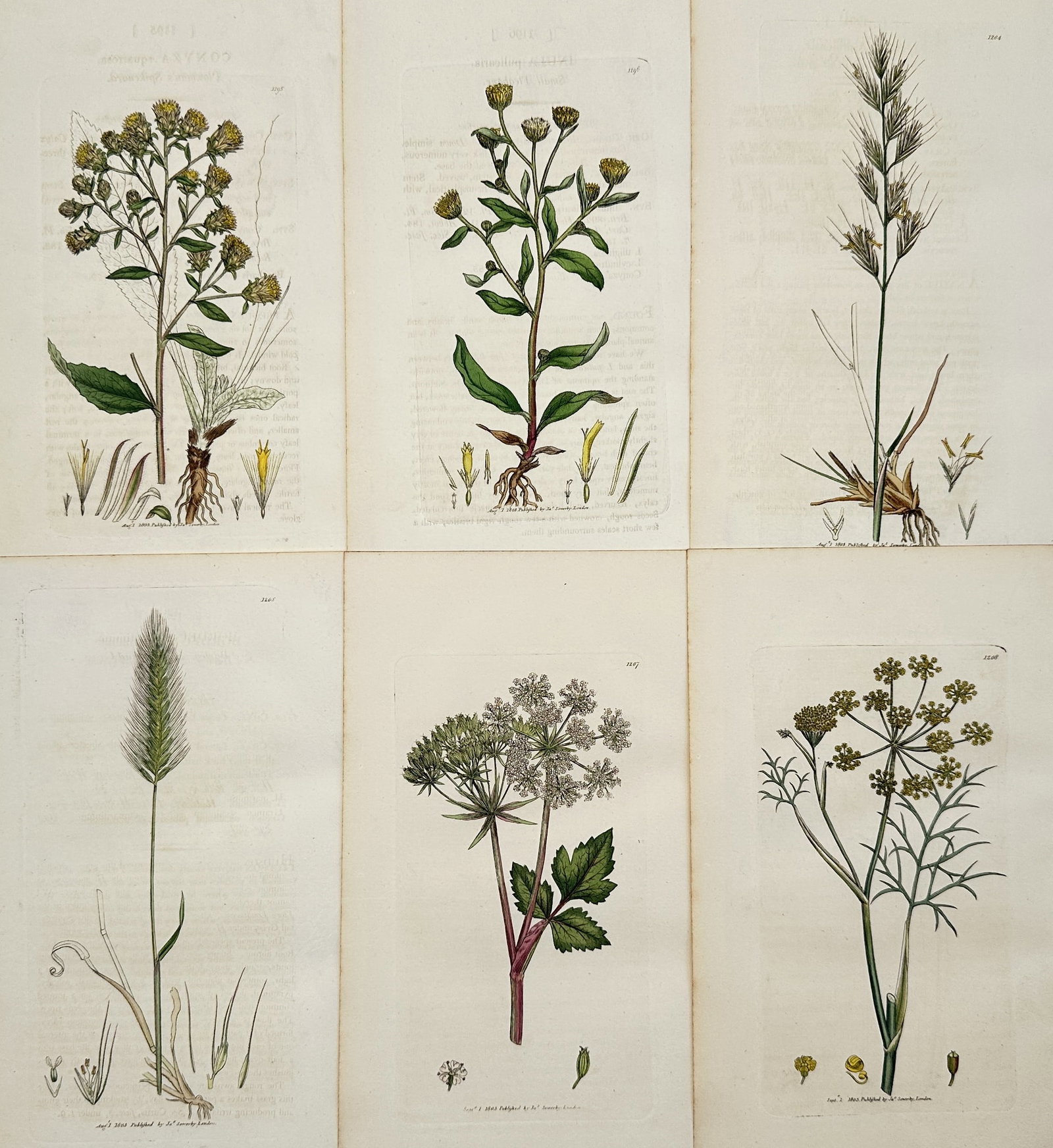 James Sowerby (1757–1822) – Set of 6: Botanical Illustrations – Engraving with hand-coloring: This set of six engravings, which includes hand-coloring, depicts various Northern European wildflowers and plants, illustrating their roots, leaves, and flowers in detail for scientific identificatio