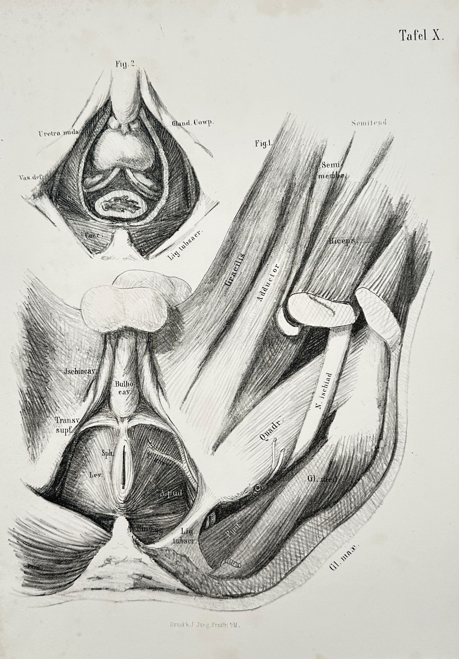 J. Jung (Active c. 1830–1860) – Anatomical Study Diaphragm (Tafel X) – Lithograph (c. 1845) (1 of 2)