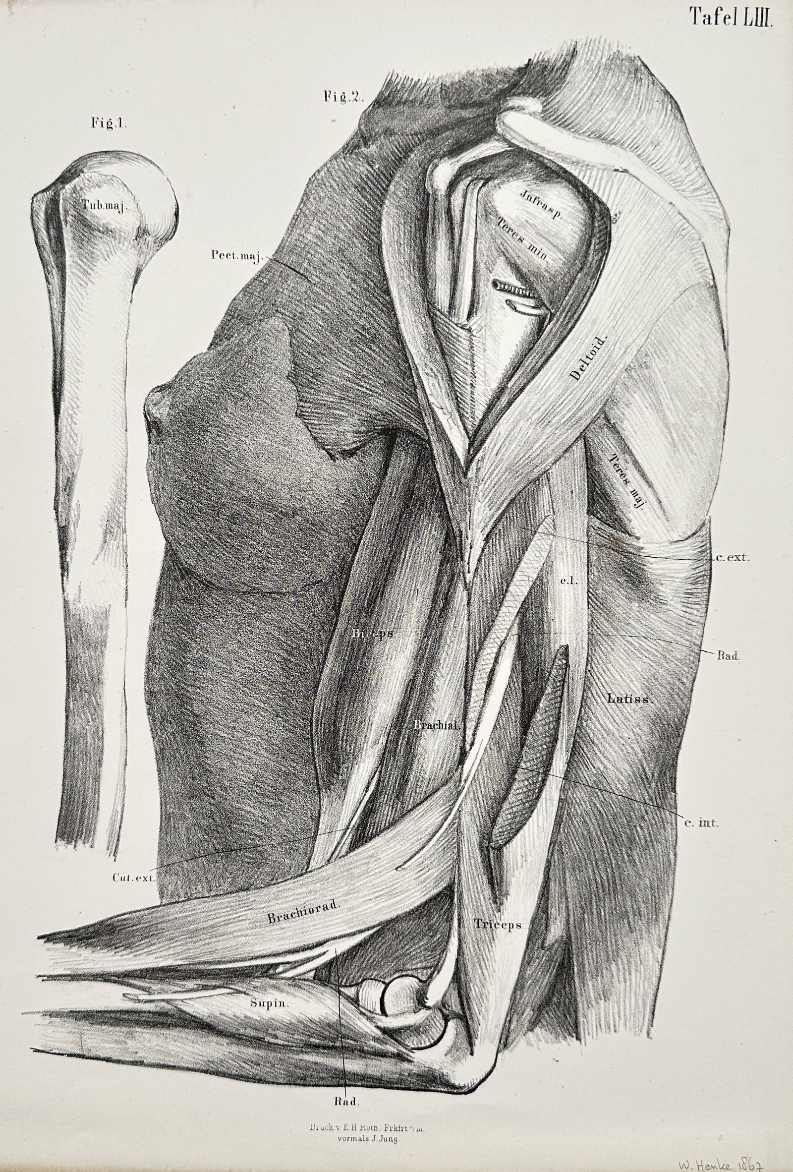J. Jung (Active c. 1830–1860) – Anatomical Study Diaphragm (Tafel LIII) – Lithograph (c. 1845) (1 of 2)
