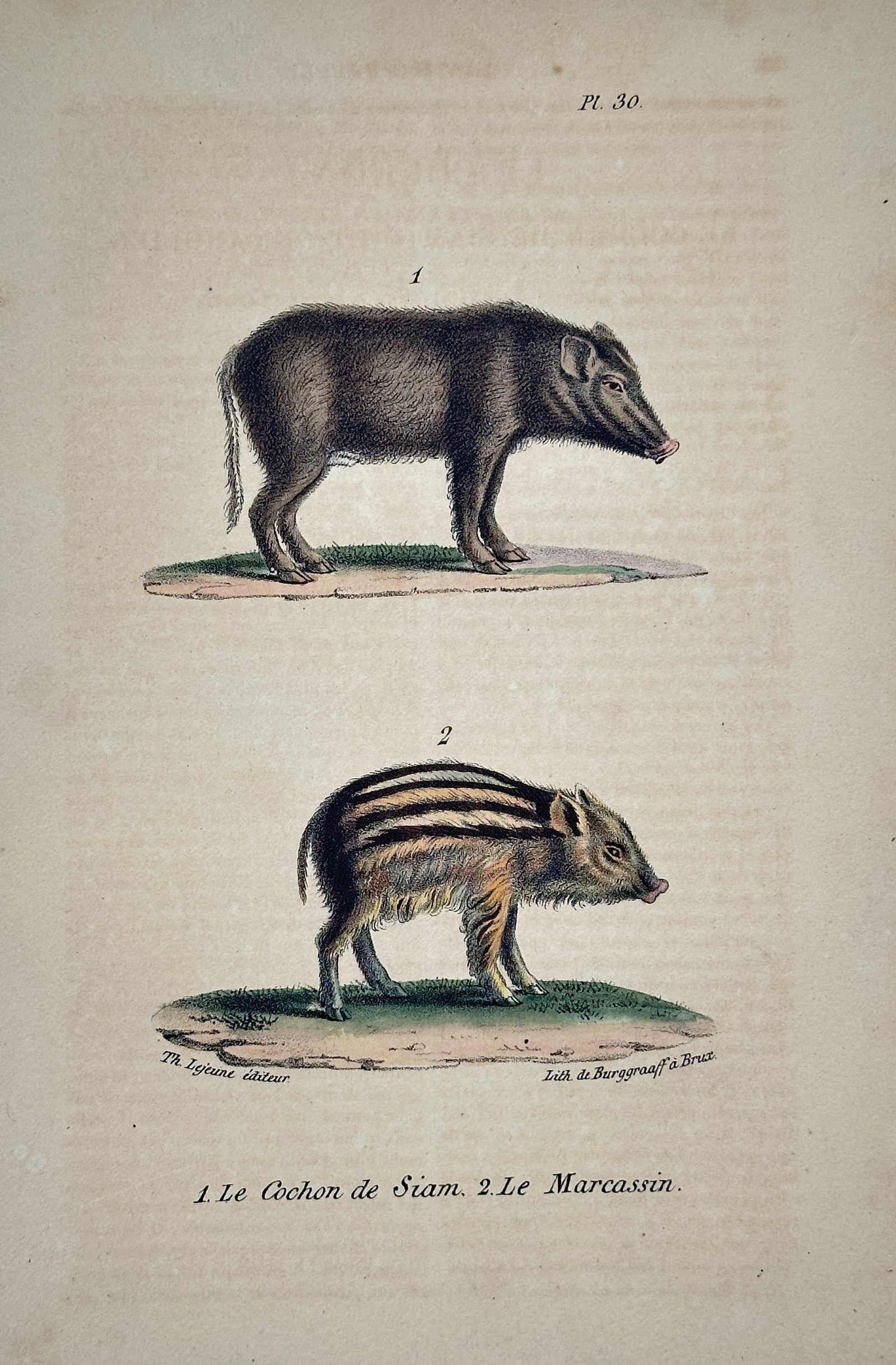 Georges-Louis Leclerc, Comte de Buffon – The Siamese Pig, The Young Wild Boar – Lithograph (1 of 2)