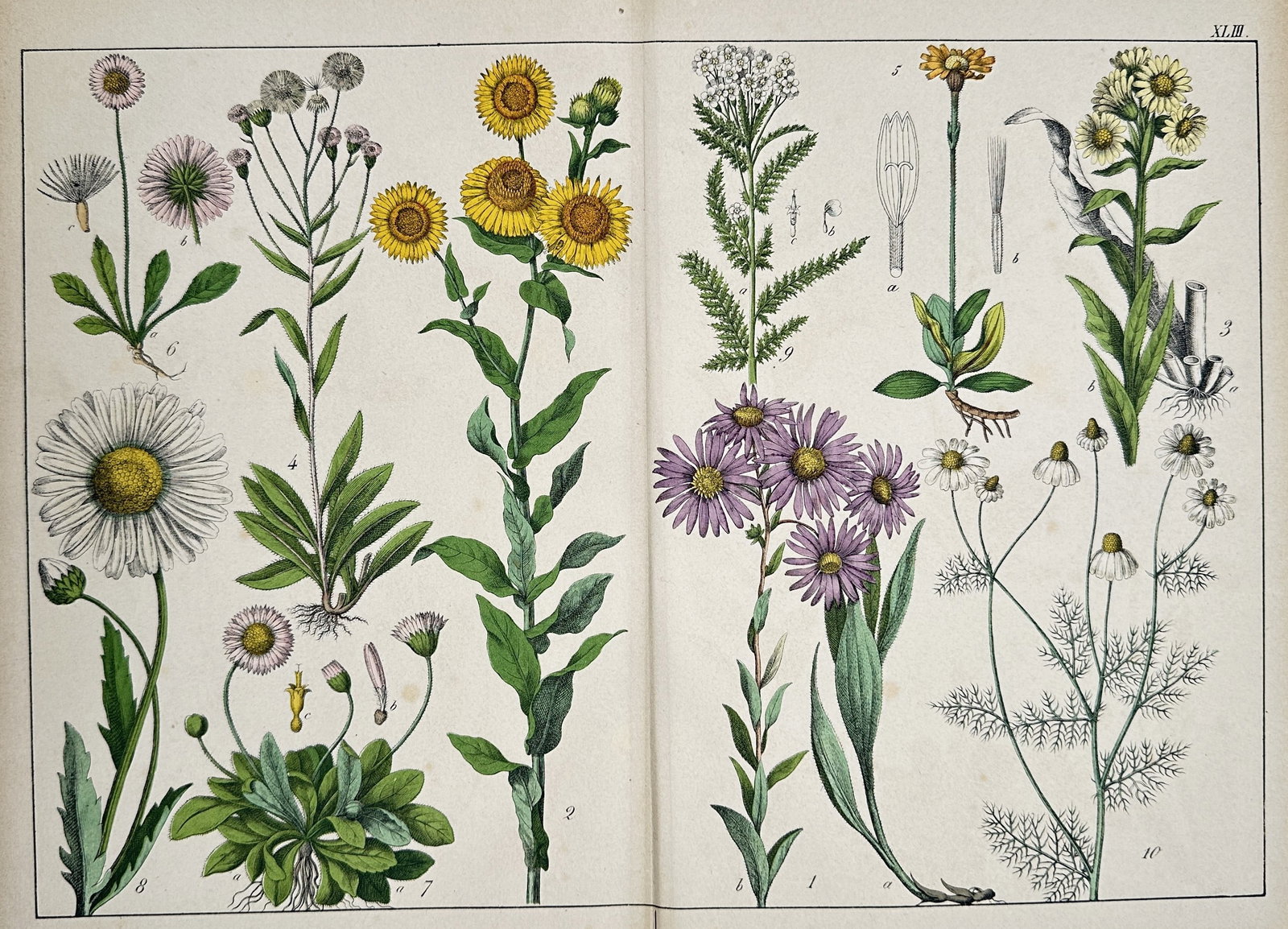 Jacob Sturm – Botanical Illustration of Composite Plants – Chromolithograph (19th Century): This double-page chromolithograph displays a composite set of various Composite plants (Asteraceae family). The illustration includes different types of daisy, fleabane, and aster, showing roots and f