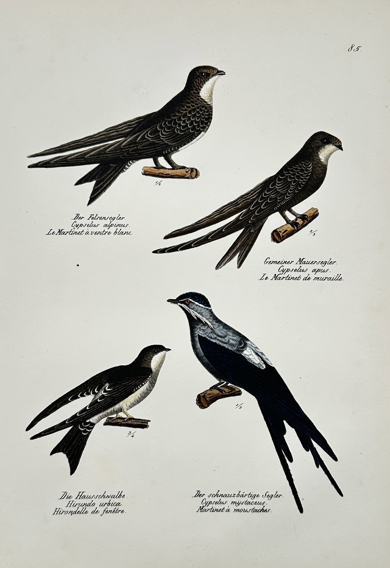 Karl Joseph Brodtmann – Ornithological Illustrations of Swifts and Martins – Hand-colored (1 of 2)