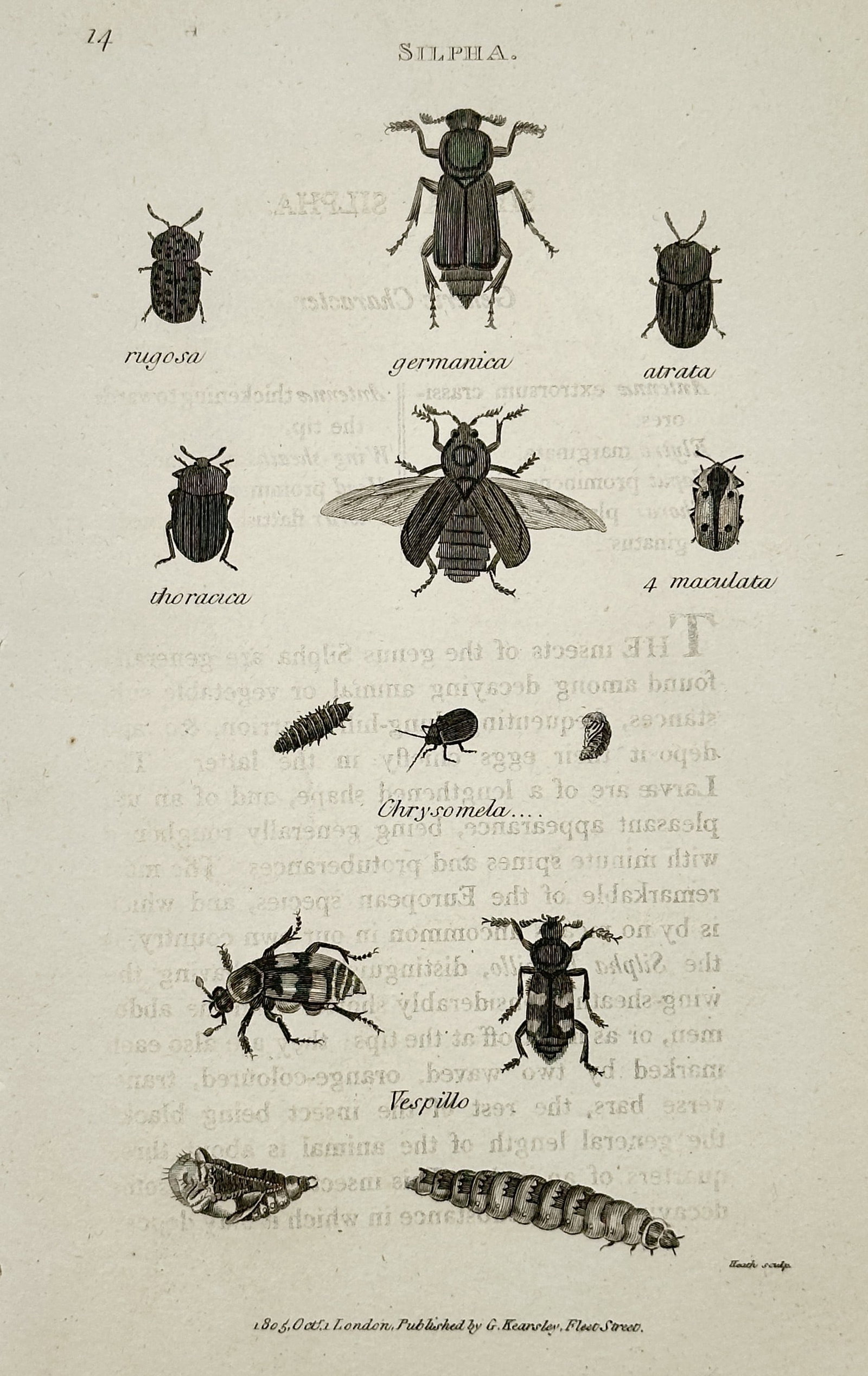 George Shaw (1751–1813) – Silpha: Germanica, Rugosa, and Aurata – Engraving (1805): This engraving illustrates various insects, primarily carrion beetles of the genus Silpha, including germanica, rugosa, and aurata, along with a fly (Musca) and two different larve, published in Shaw'