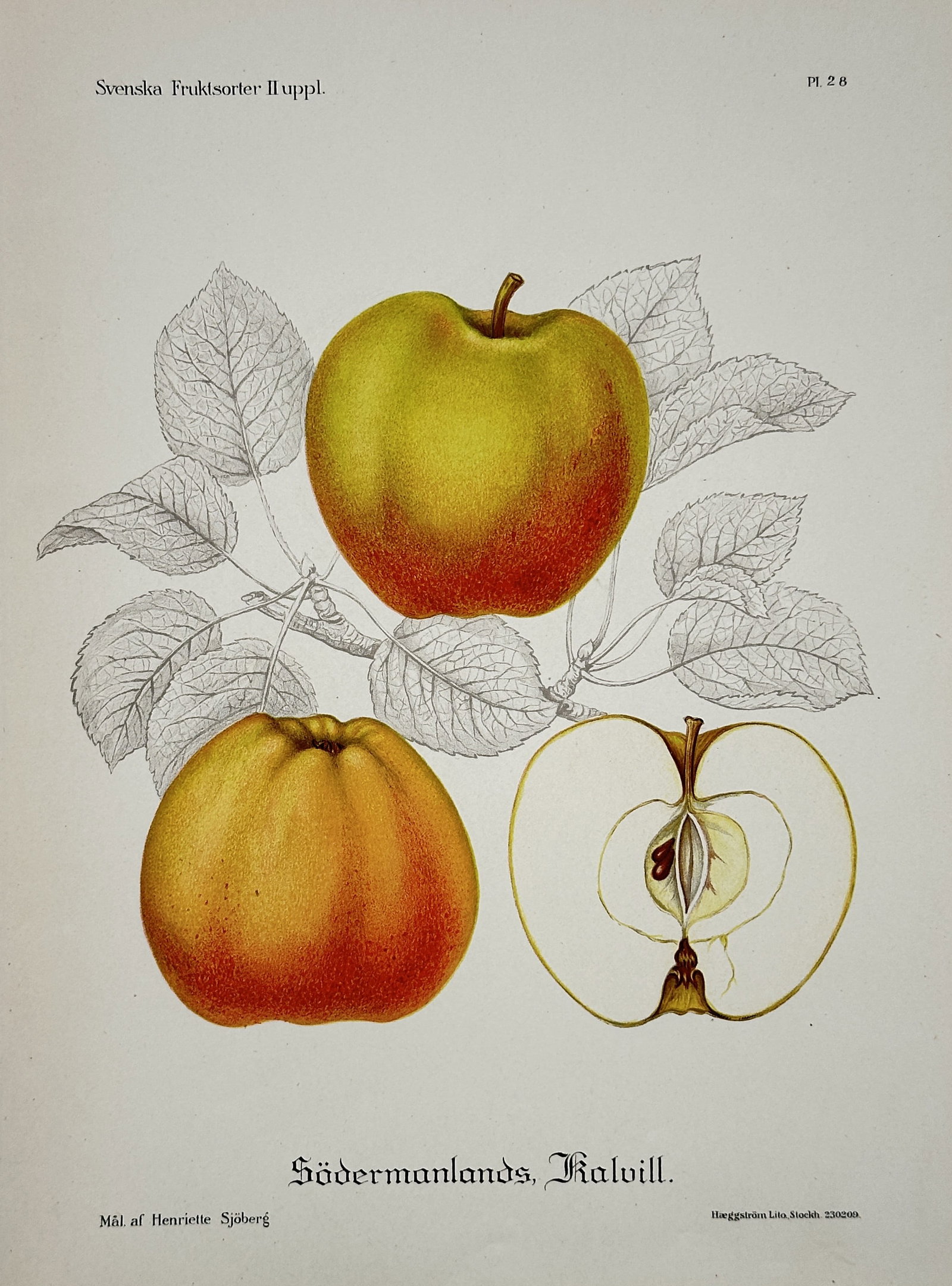 Henriette Sjöberg – Botanical Illustrations: Södermanland's Calville Apple – Chromolithograph: This illustration depicts the Södermanland's Calville apple (Södermanlands Kalvill), showing two whole apples and a cross-section, with detailed line drawings of the leaves, published in the series 