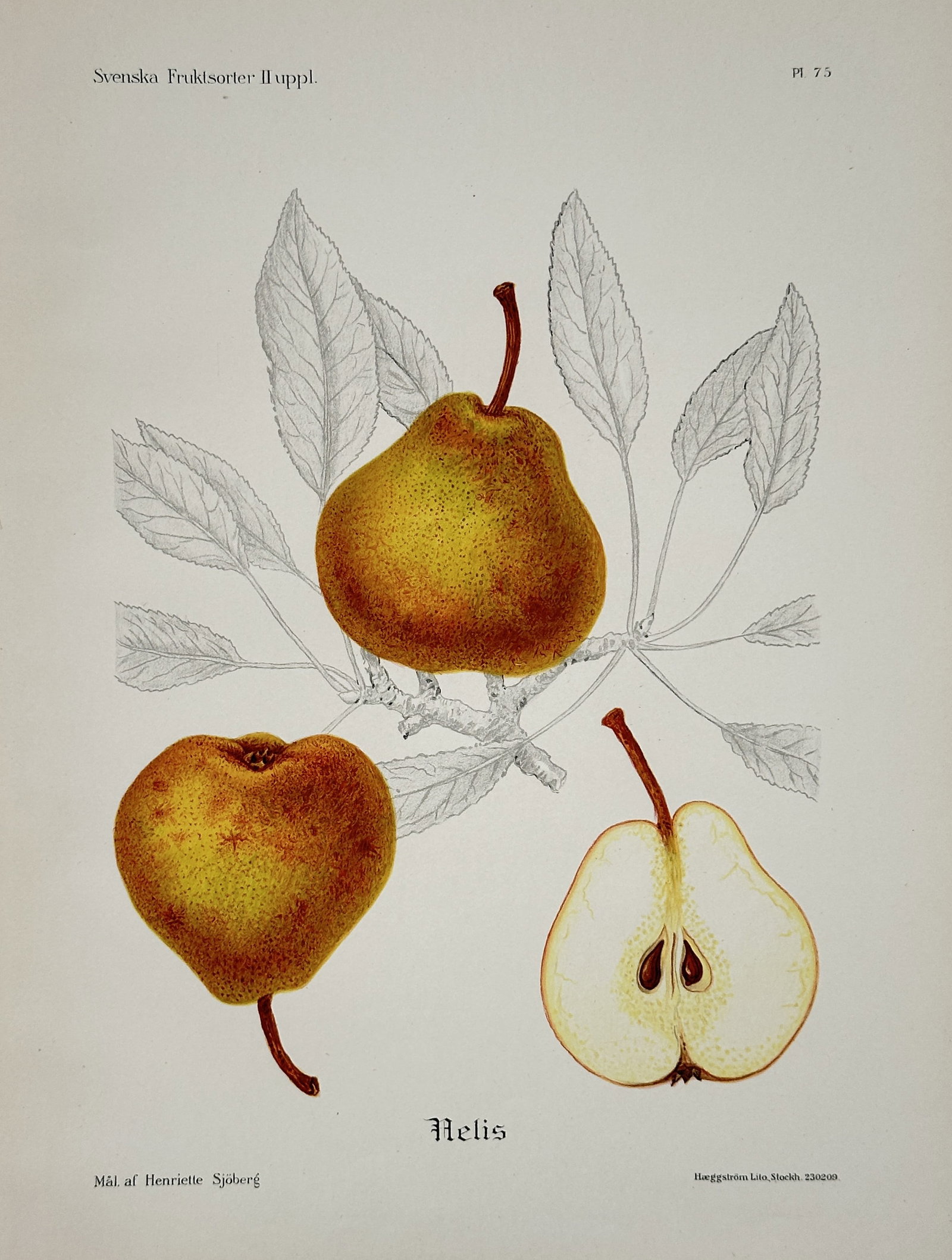 Henriette Sjöberg – Elis Pear – Chromolithograph (circa 1920): This illustration depicts the Elis pear (Elis), showing two whole pears and a cross-section, with detailed line drawings of the leaves, published in the series Svenska Fruktsorter (Swedish Fruit Varie