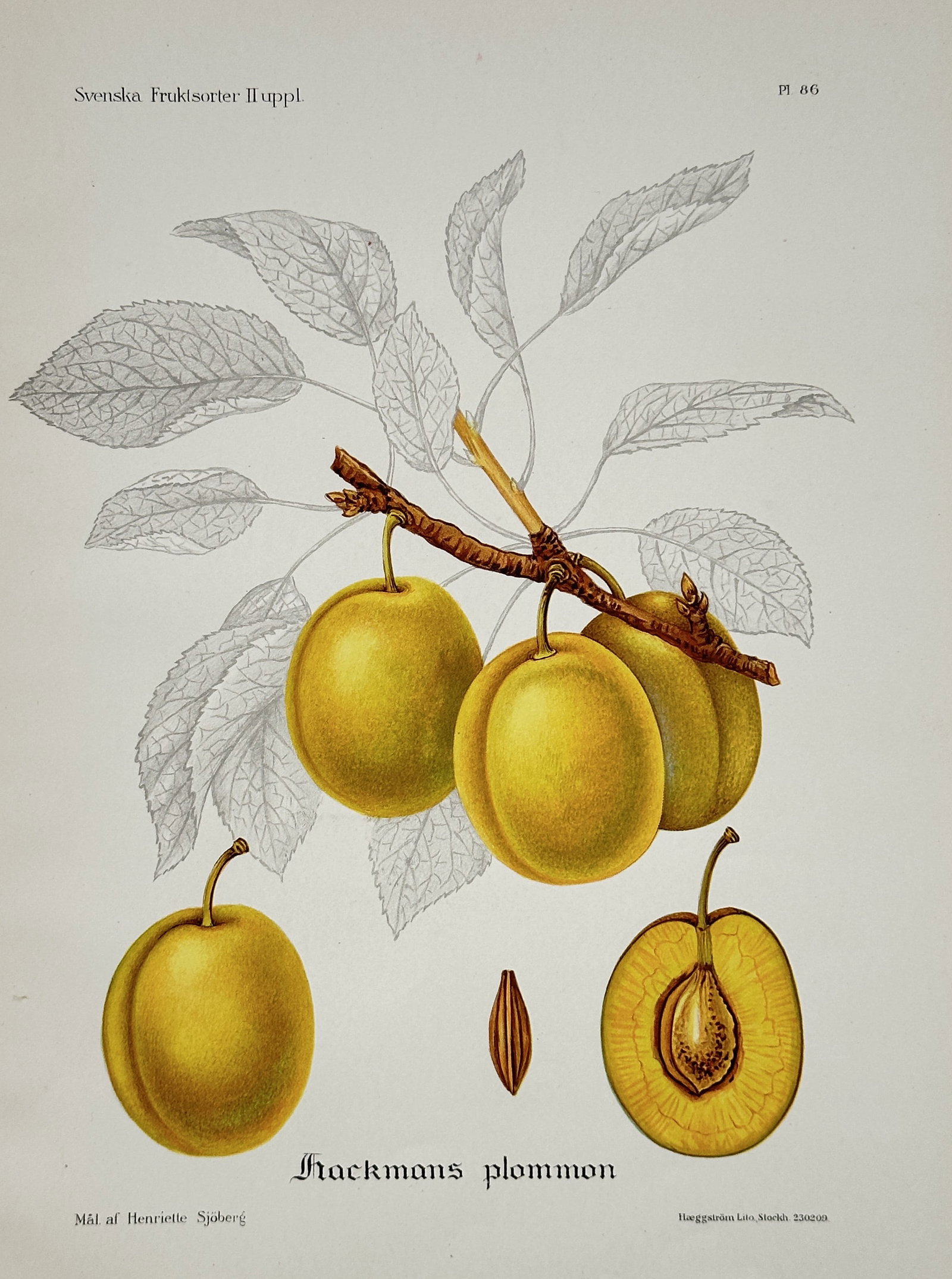 Henriette Sjöberg – Hackman's Plum – Chromolithograph (circa 1920): This illustration depicts the Hackman's plum (Hackmans plommon), showing several plums on a branch, a whole fruit, a cross-section, and the stone, with detailed line drawings of the leaves. It was pub