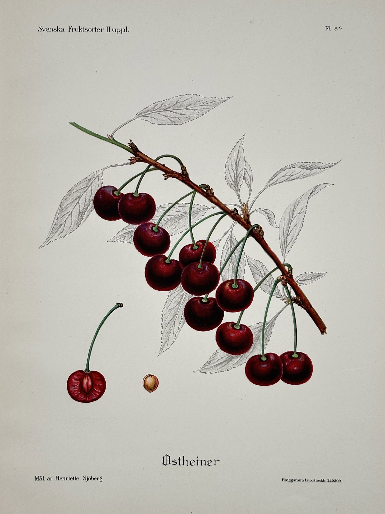 Henriette Sjöberg – Ostheimer Cherry – Chromolithograph (circa 1920): This illustration depicts the Ostheimer cherry (Ostheimer), showing a cluster of cherries on a branch, a whole fruit, a cross-section, and the stone, with detailed line drawings of the leaves. It was 