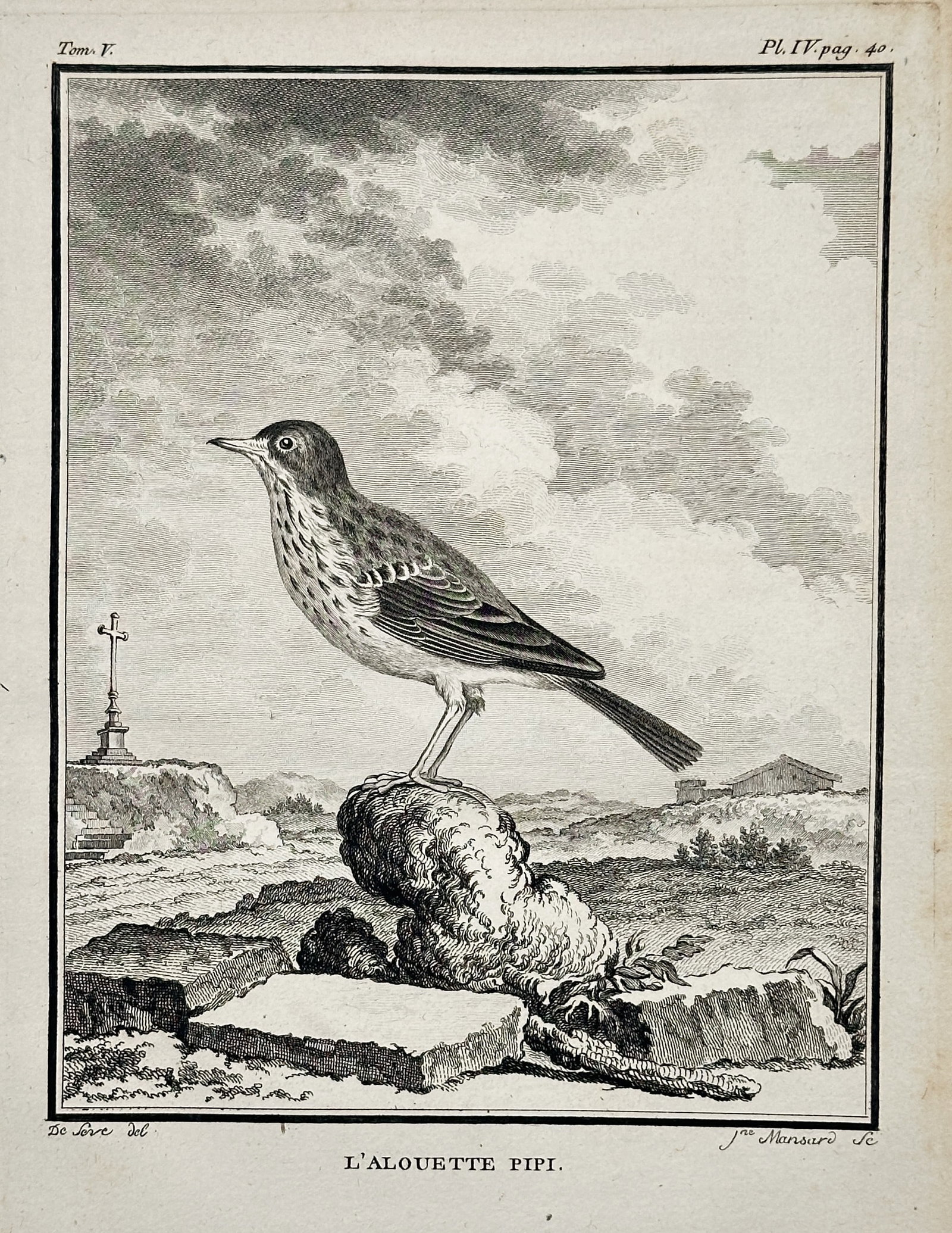 George-Louis Leclerc, Comte de Buffon – The Pipit Lark – Engraving (circa 1770): This engraving depicts a Pipit Lark (L'Alouette Pipi, likely referring to a species of pipit or lark) standing on a rock in a rural landscape featuring a distant cross and buildings. This illustration