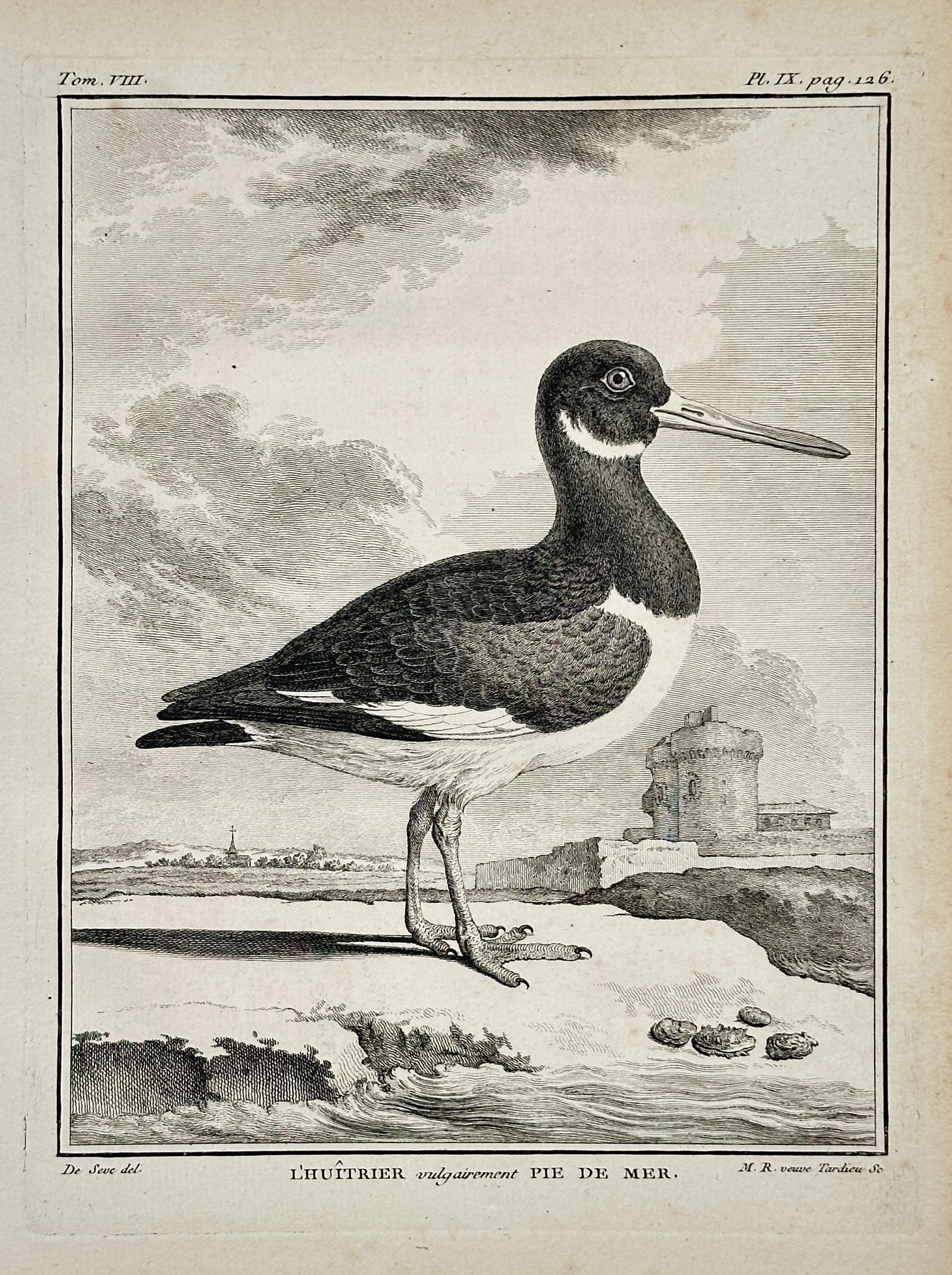 George-Louis Leclerc, Comte de Buffon – The Oystercatcher, commonly called Sea Pie (Pl. 126): This engraving depicts an Oystercatcher (L'Huitrier), standing on a rocky shoreline near its eggs with a distant coastal town in the background. This illustration was published in Buffon's monumental 