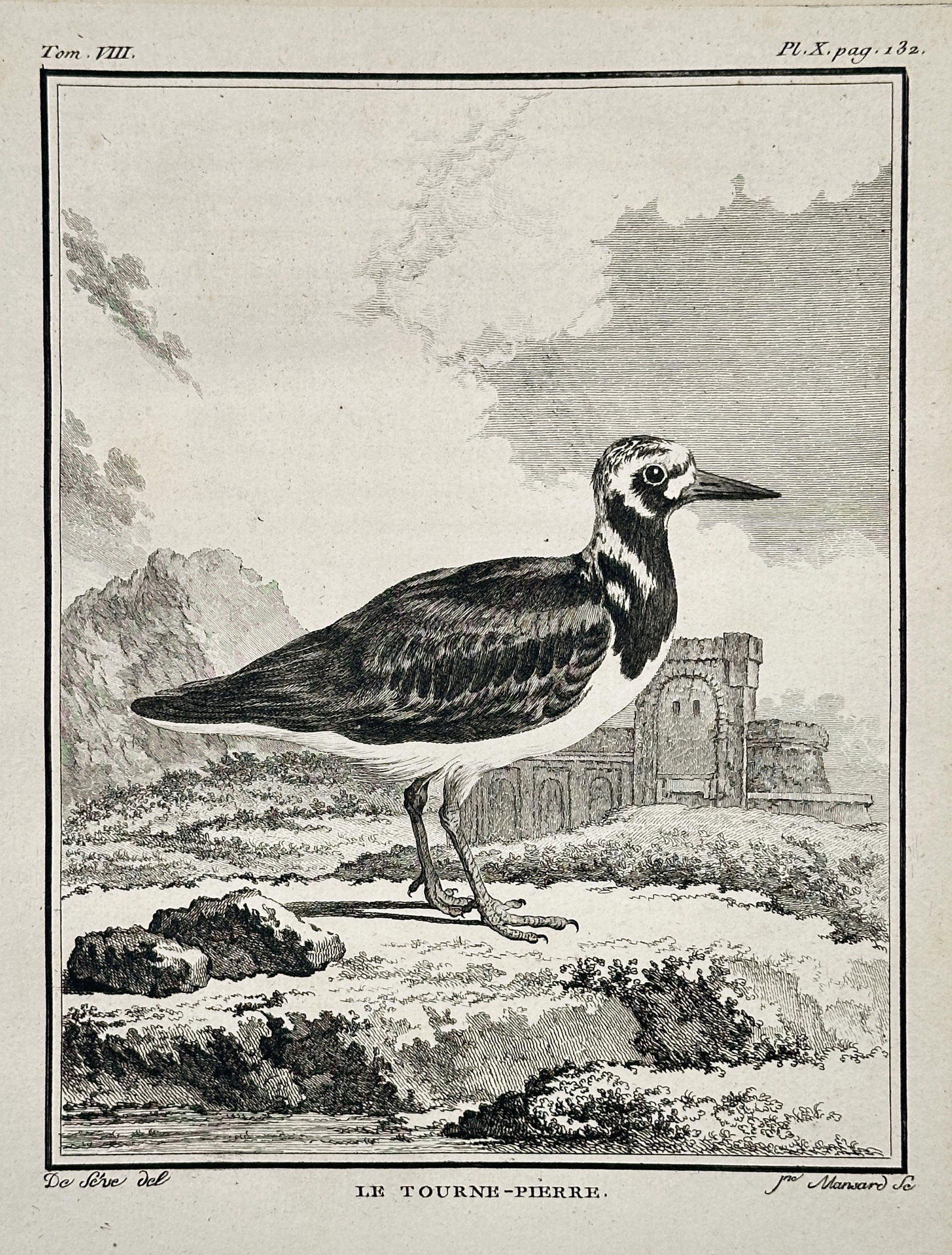 George-Louis Leclerc, Comte de Buffon – The Turnstone (Pl. 132) – Engraving (circa 1781): This engraving depicts The Turnstone (Le Tourne-Pierre, referring to Arenaria interpres), a small wading bird, standing on a rocky shore with a ruined structure in the background. This illustration wa
