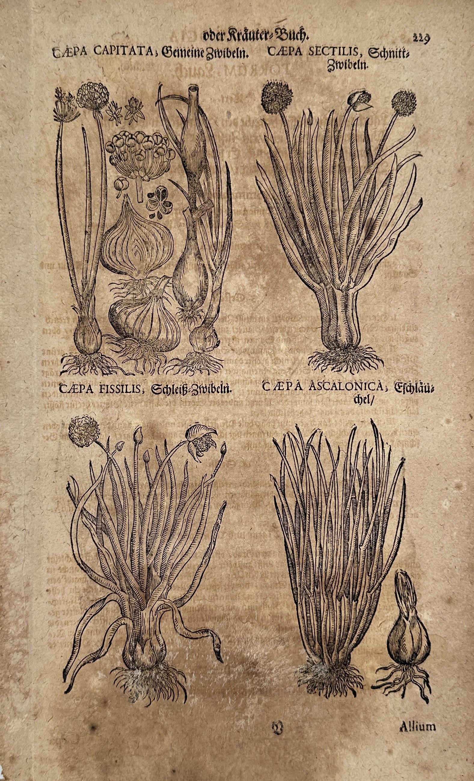 Hieronymus Bock (1498–1554) – Cepae Varietates (Varieties of Onion and Leek) – Woodcut (16th (1 of 2)