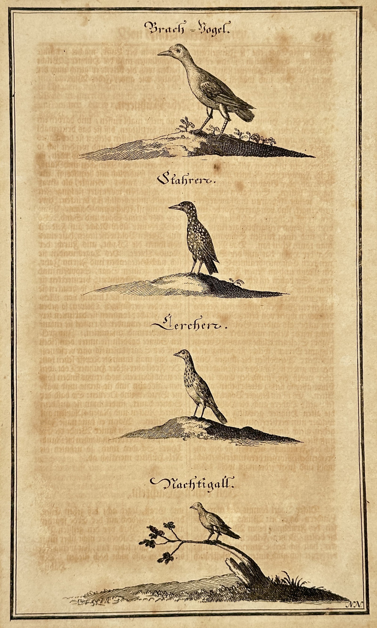 Hieronymus Bock (1498–1554) – Brach-Vogel, Stahrer, Lercher, Nachtigall (Four Species of Birds) (1 of 2)