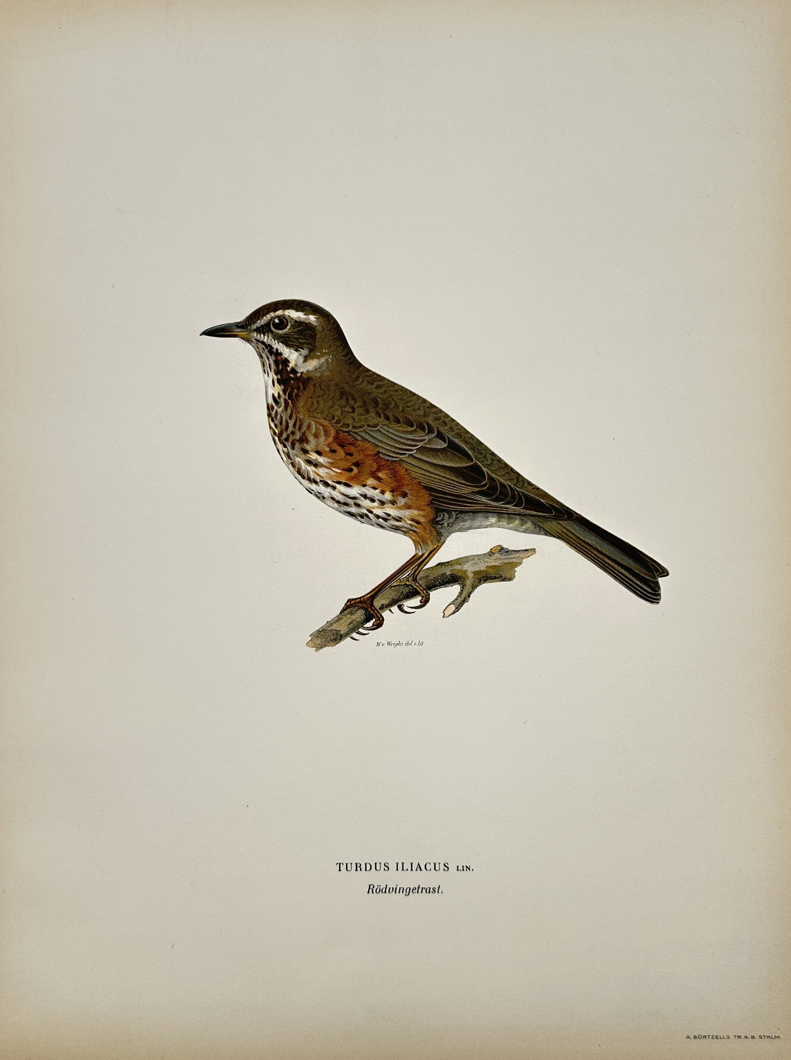 Wilhelm von Wright (1810–1887) – The Redwing (Turdus iliacus) – Chromolithograph (c. 1920s) (1 of 2)