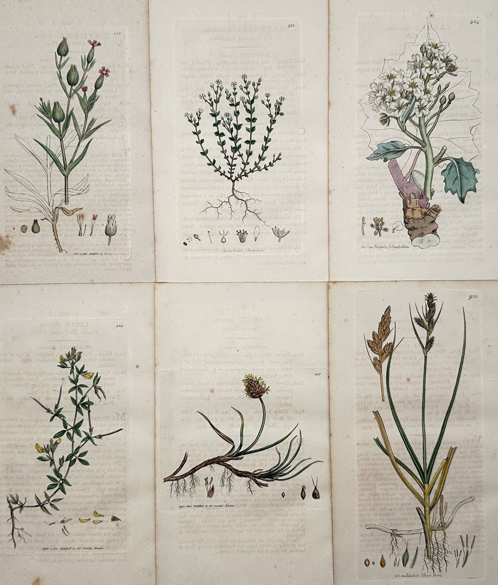 James Sowerby – Set of 6: Botanical Illustrations Grasses – Hand-colored engraving (1 of 2)
