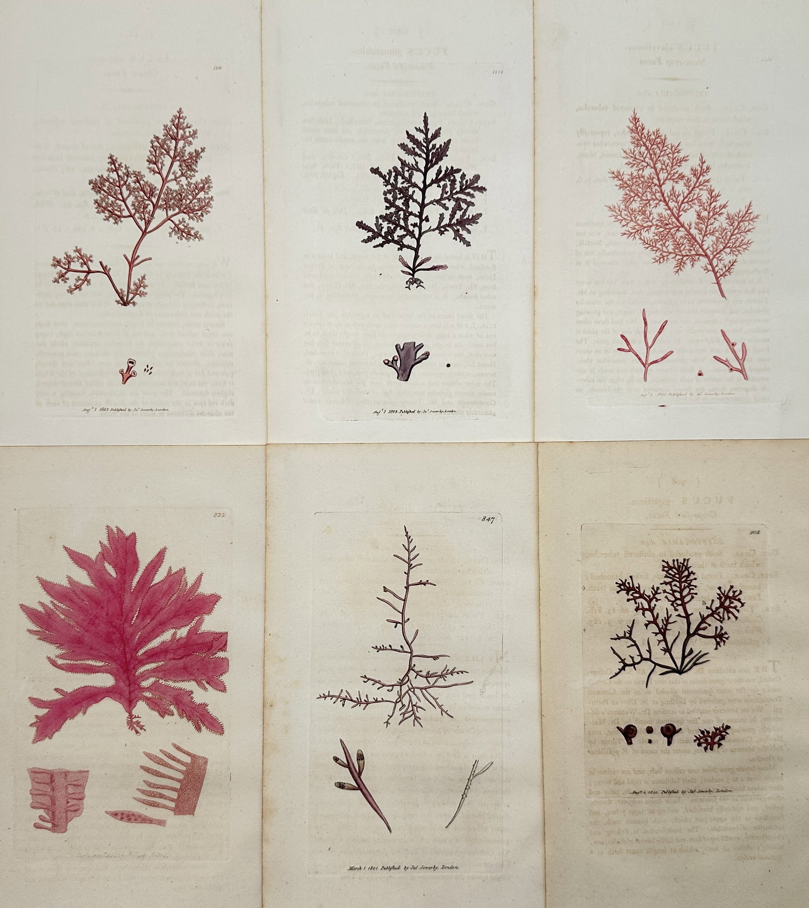James Sowerby – Set of 6: Cryptogamic Illustrations of Seaweed – Hand-colored engraving (1 of 2)
