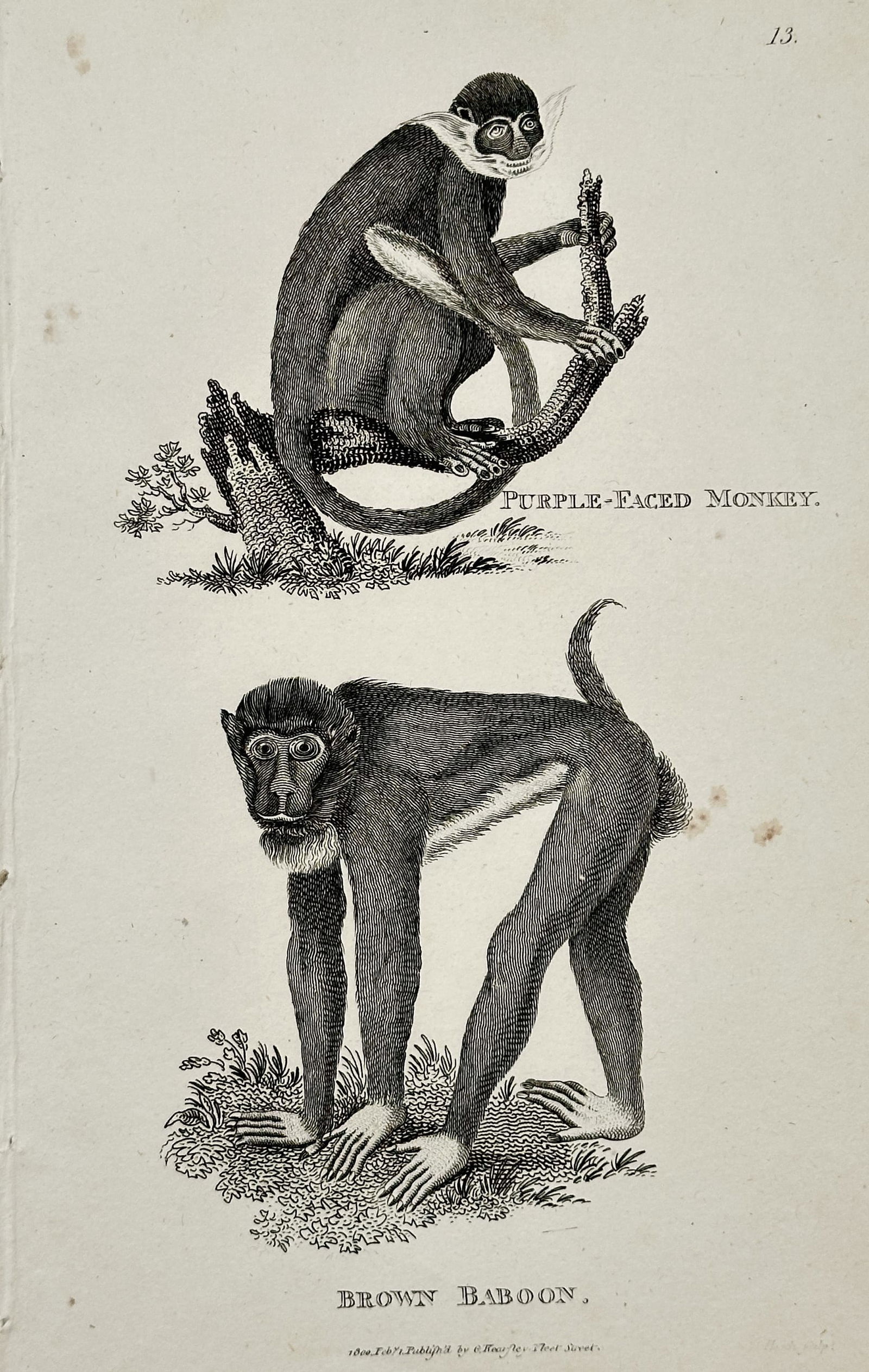 George Shaw – Zoological Illustration of a Monkey and a Baboon – Engraving (1801) (1 of 2)