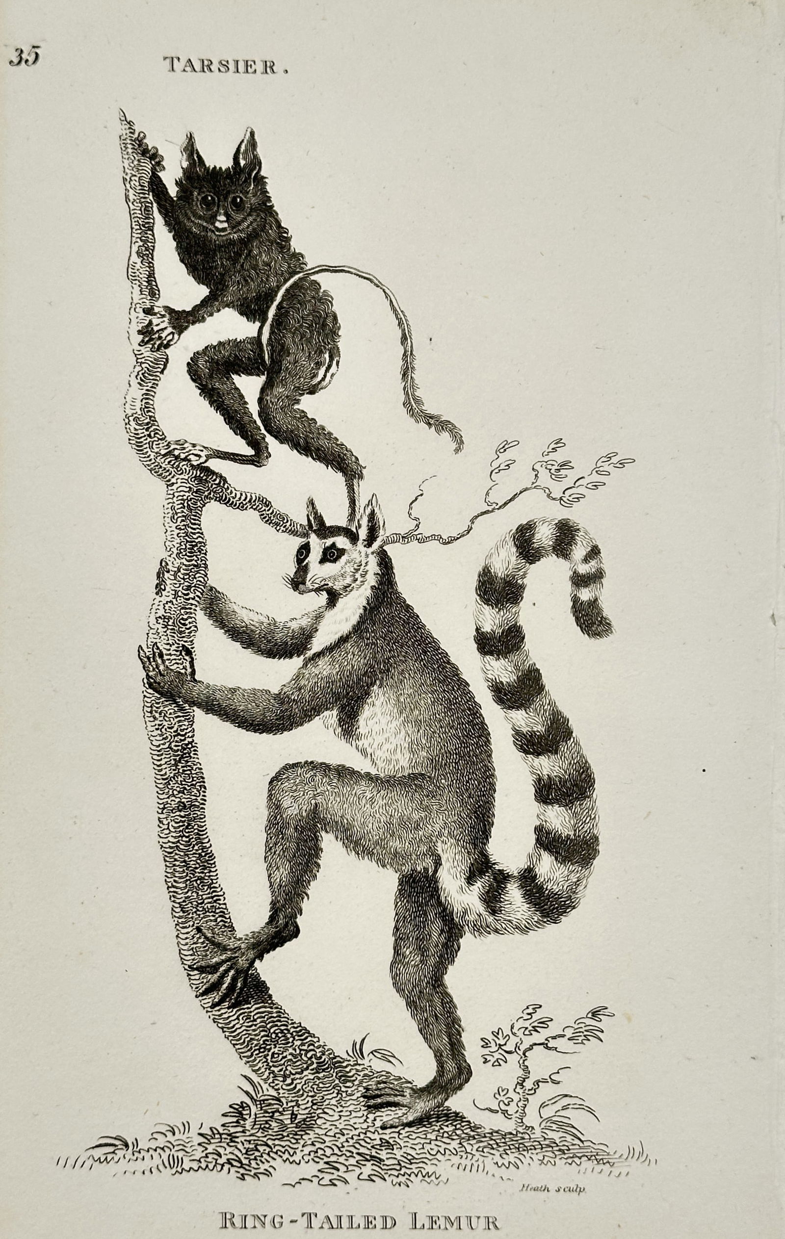 George Shaw – Zoological Illustration of a Ring-Tailed Lemur and a Tarsier – Engraving (Circa (1 of 2)