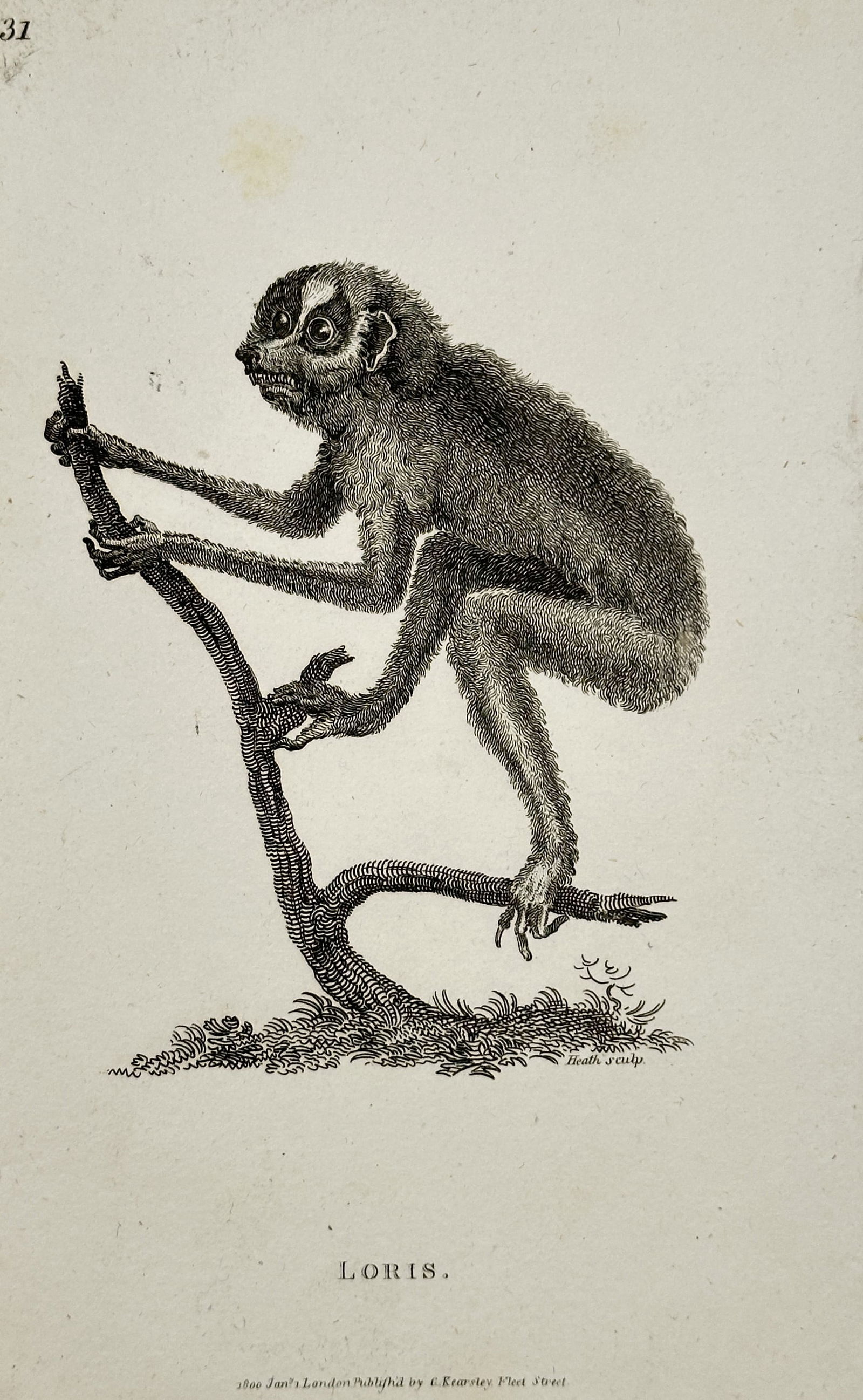George Shaw – Zoological Illustration of a Loris – Engraving (1801) (1 of 2)