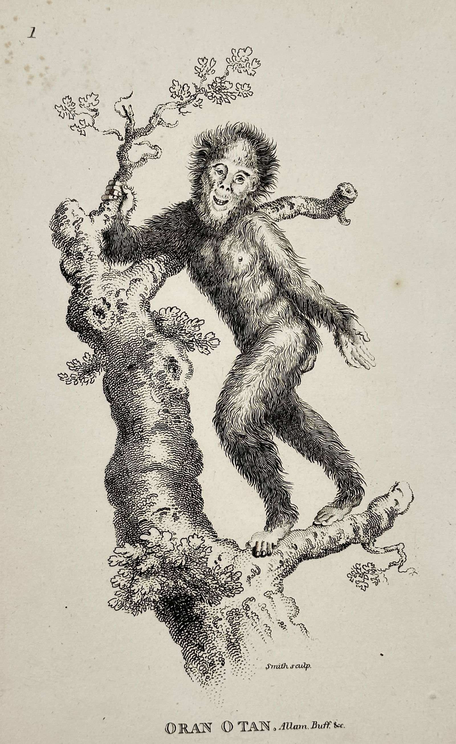 George Shaw – Zoological Illustration of an Oran Otan – Engraving (Circa 1800) (1 of 2)
