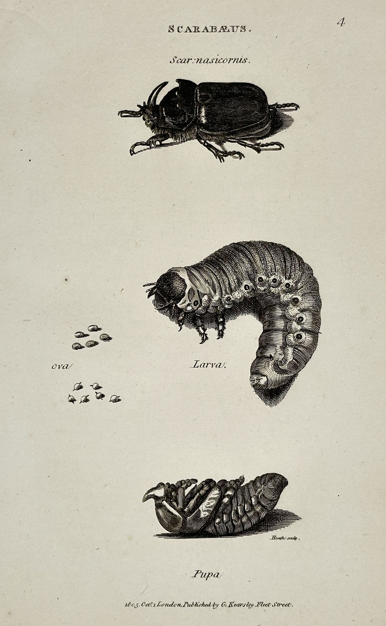 George Shaw – Zoological Illustration of the Rhinoceros Beetle Life Cycle – Engraving (1801) (1 of 2)