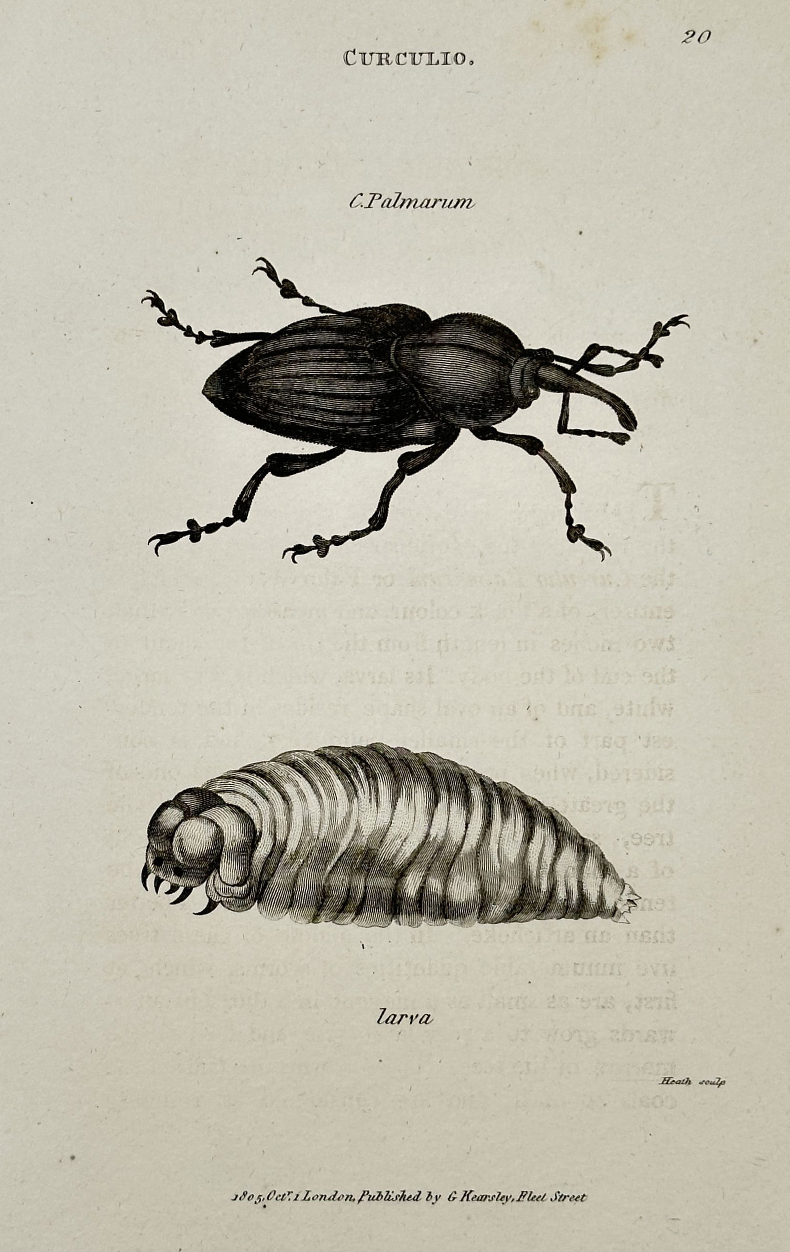 George Shaw – Zoological Illustration of the Palm Weevil and its Larva – Engraving (1801): This engraving is a zoological illustration detailing two stages of the Palm Weevil (Curculio palmarum). The plate is numbered 20 and shows the adult Curculio beetle, a species of weevil characterized