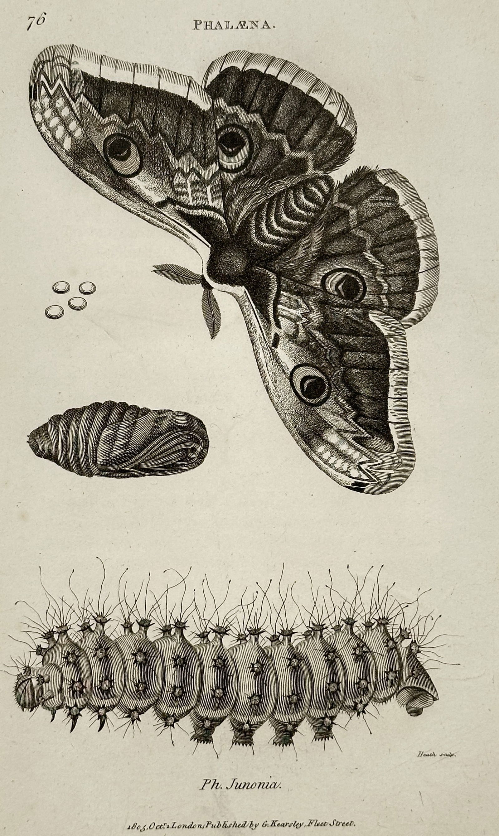 George Shaw – Zoological Illustration of a Moth Life Cycle – Engraving (1801) (1 of 2)