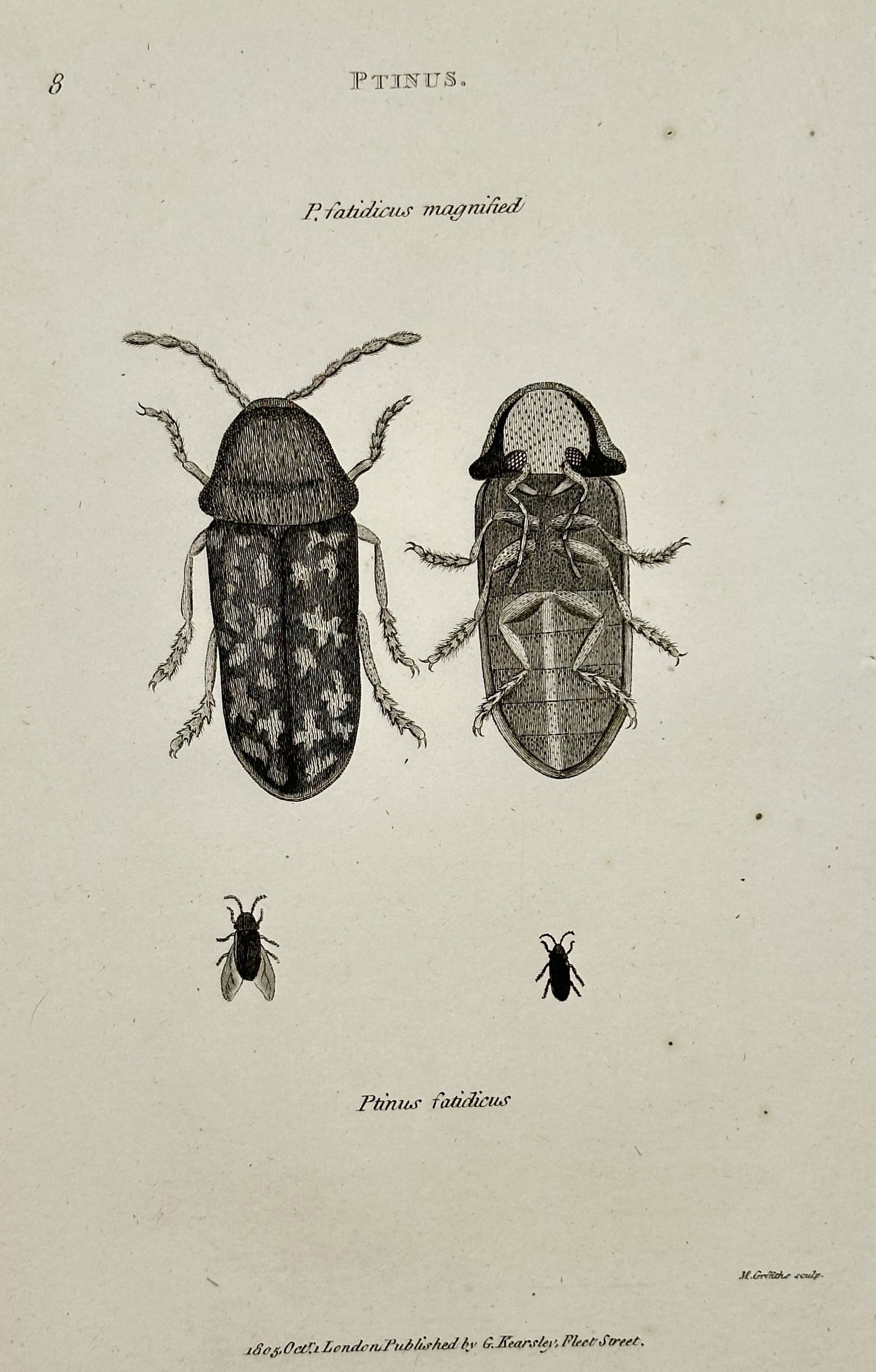 George Shaw – Zoological Illustration of the Deathwatch Beetle – Engraving (1801) (1 of 2)