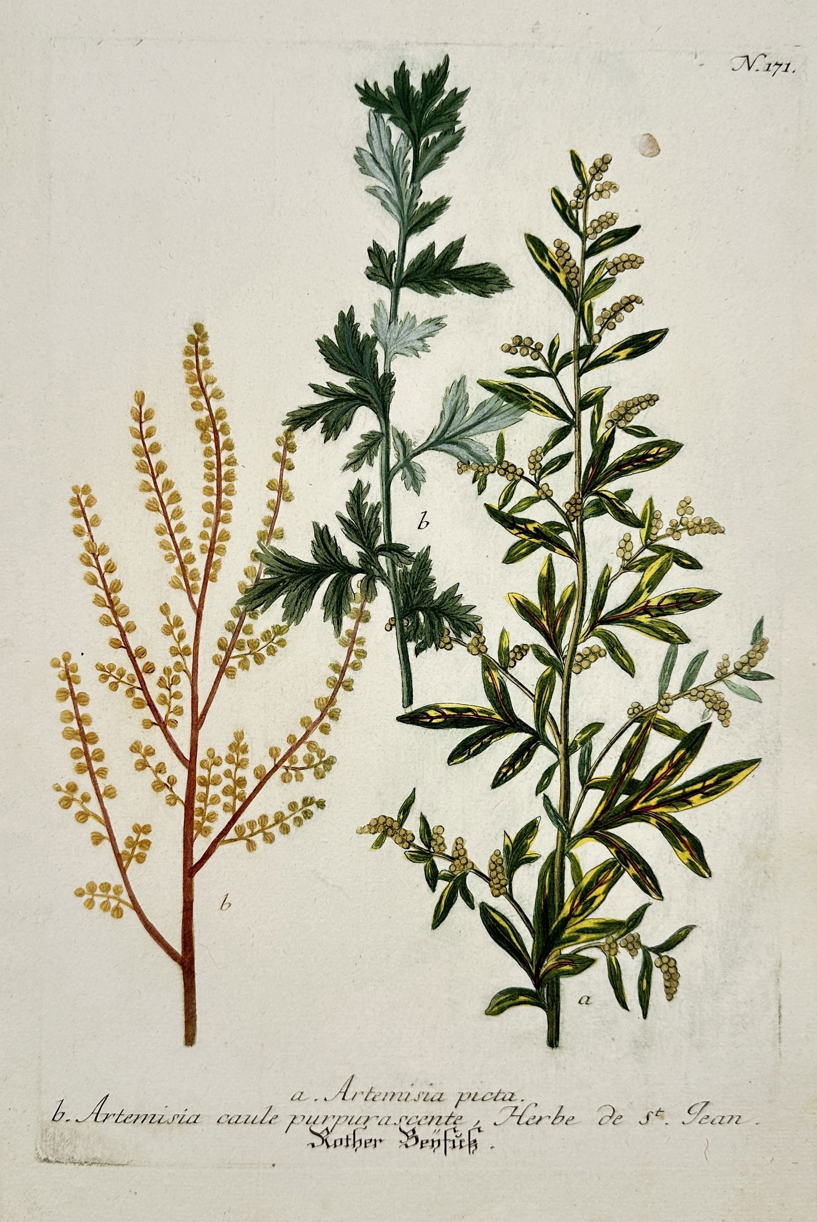 Johann Wilhelm Weinmann – Botanical Illustration of Wormwood Species – Hand-colored engraving (1 of 2)