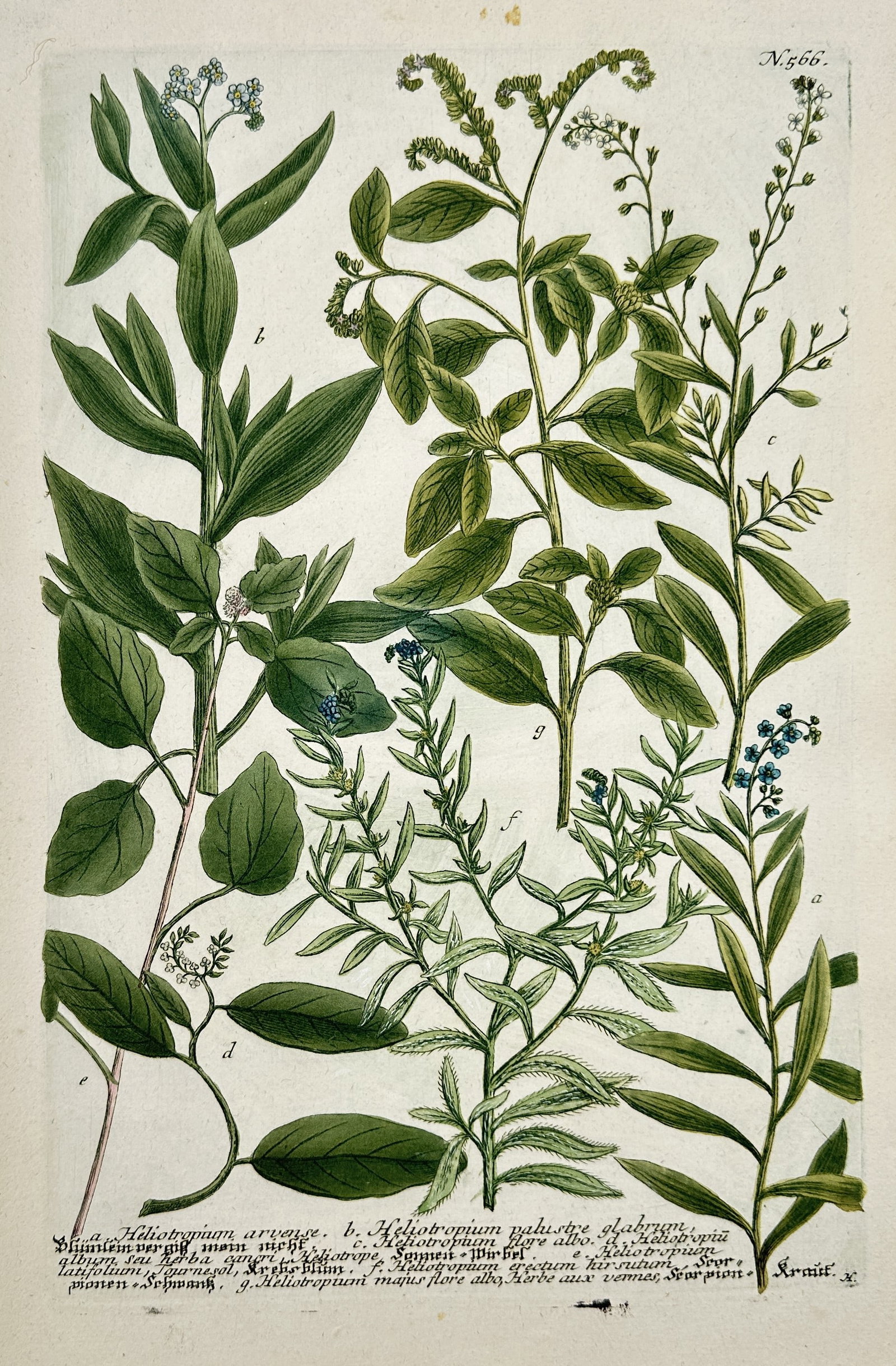 Johann Wilhelm Weinmann – Botanical Illustration of Bugloss and Scorpion Grass Species: This print is a detailed botanical illustration numbered N. 666, depicting several related species from the Boraginaceae family, commonly known as Bugloss (Anchusa) and Scorpion Grass (Myosotis, or fo