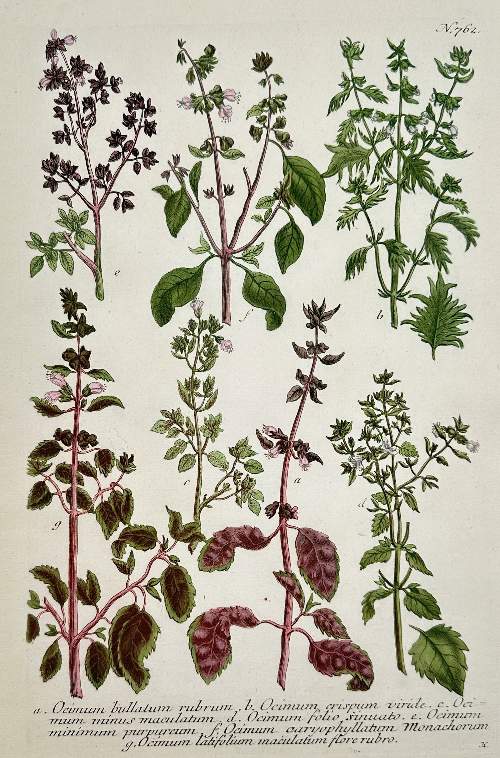 Johann Wilhelm Weinmann – Botanical Illustration of Basil and Calamint Species – Hand-colored (1 of 2)
