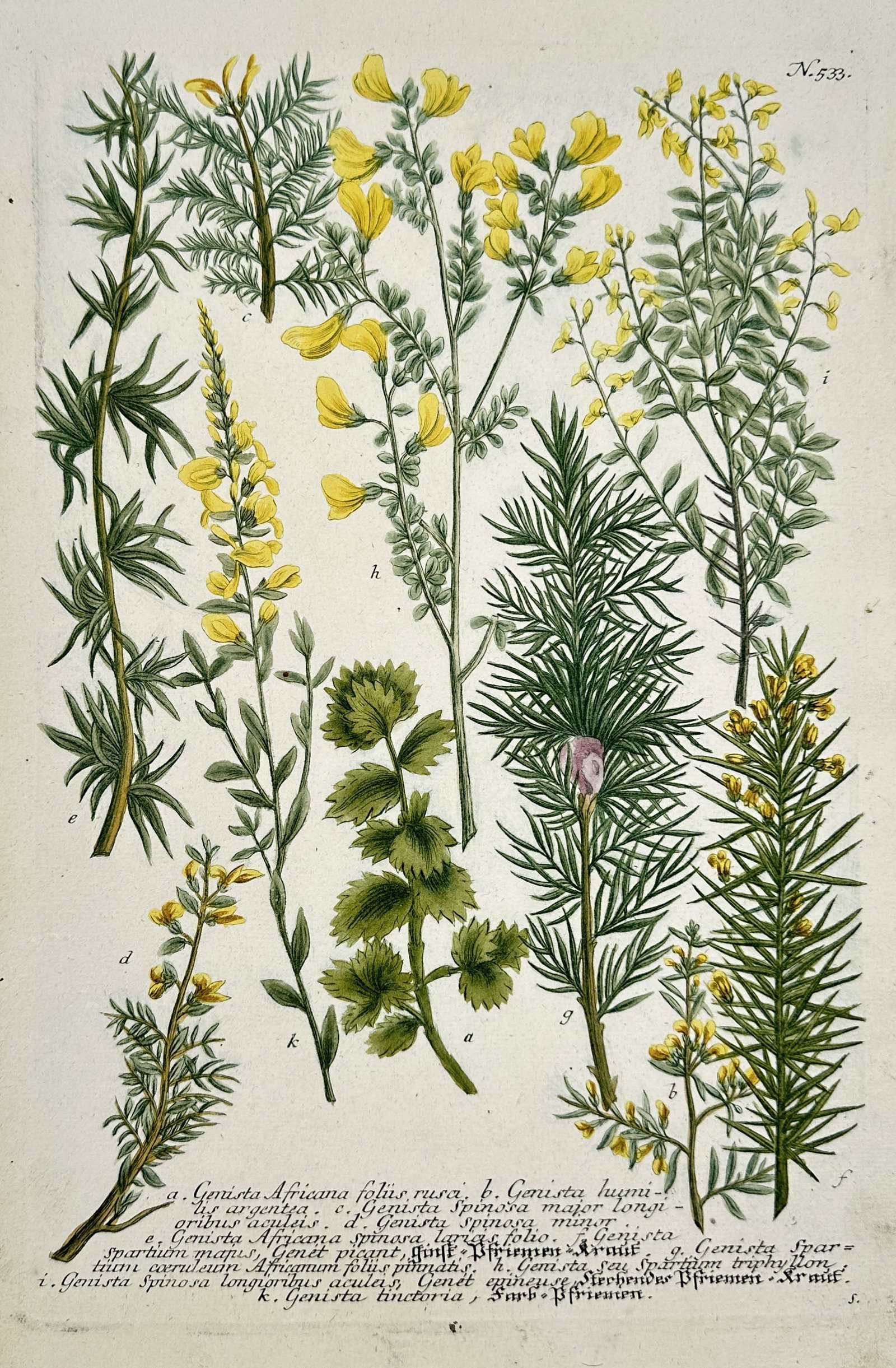 Johann Wilhelm Weinmann – Botanical Illustration of Broom and Furze Species: This print is a detailed botanical illustration numbered N. 433, depicting several related species of flowering shrubs and herbs, primarily from the genera Genista (Broom) and Cytisus (Broom/Laburnum)