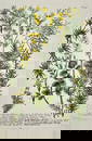 Johann Wilhelm Weinmann – Botanical Illustration of Broom and Furze Species