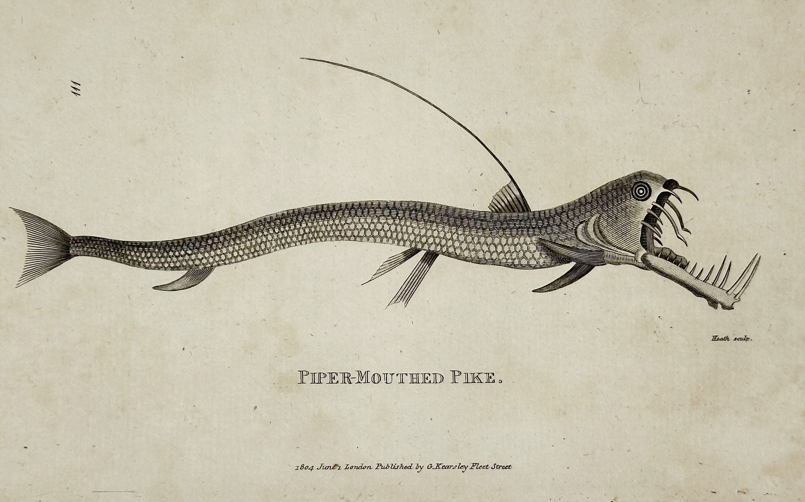 George Shaw – Zoological Illustration of a Piper-Mouthed Pike – Engraving (1801): This engraving is a zoological illustration featuring a single, elongated deep-sea fish identified as the "PIPER-MOUTHED PIKE." The fish is depicted with a long, slender body covered in scales, a prom