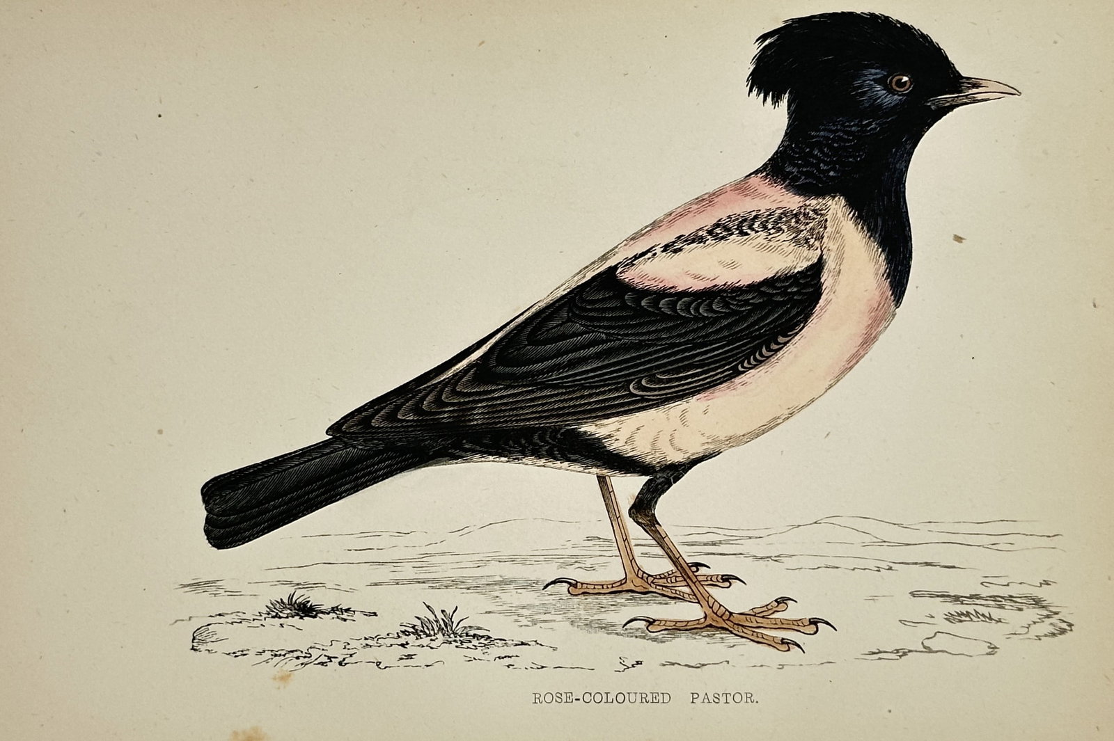 Francis Orpen Morris – Zoological Illustration of a Rose-Coloured Pastor: This illustration is a zoological portrait of a single Rose-Coloured Pastor (Pastor roseus or Sturnus roseus), labeled "ROSE-COLOURED PASTOR." The bird is depicted standing on the ground, showcasing i