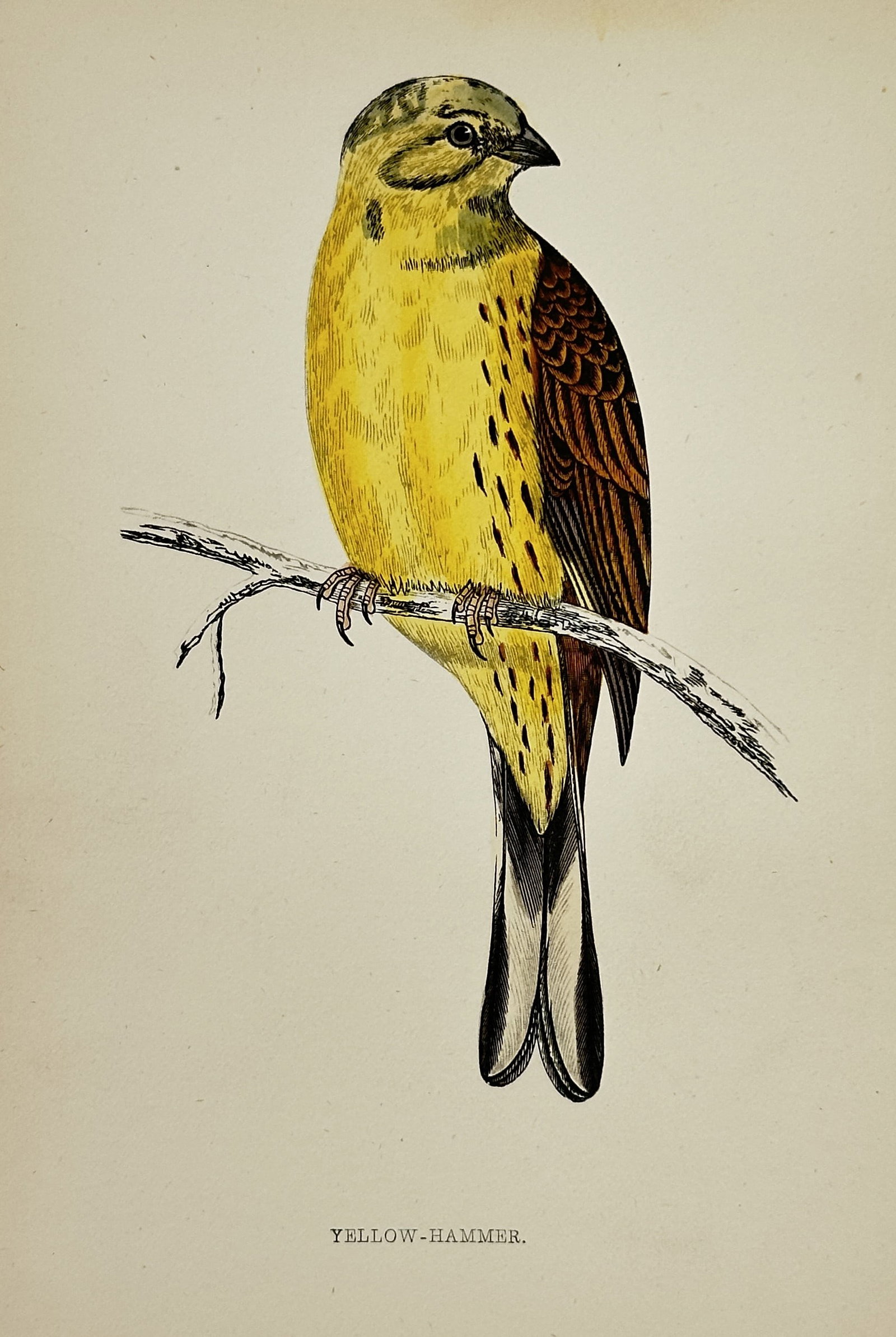 Francis Orpen Morris – Zoological Illustration of a Yellow-Hammer – Hand-colored wood engraving: This illustration is a zoological portrait of a single Yellow-Hammer (Emberiza citrinella), a species of bunting, labeled "YELLOW-HAMMER." The male bird is depicted perched on a branch, showcasing its