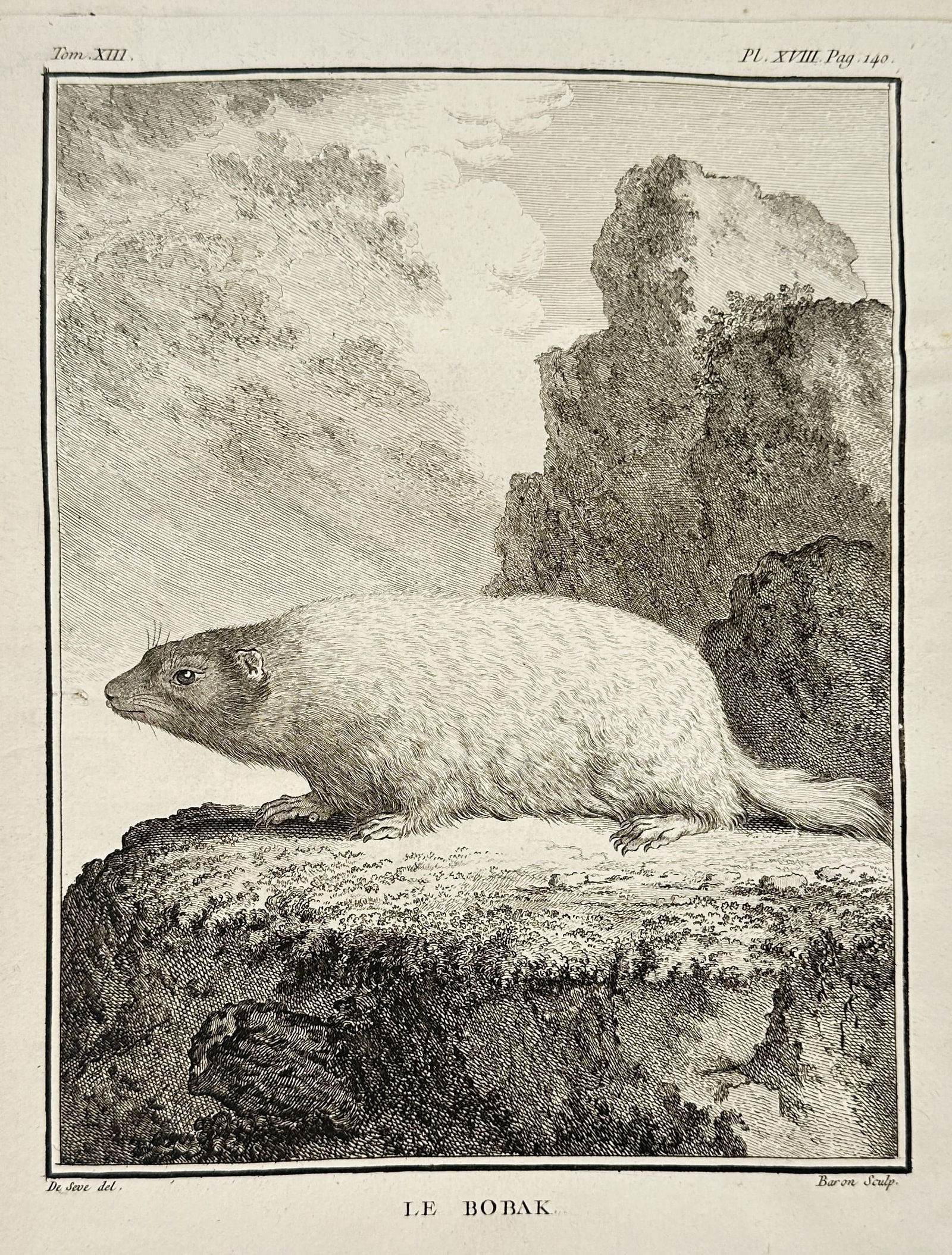 Georges-Louis Leclerc, Comte de Buffon – Zoological Illustration of a Bobak Marmot – Engraving (1 of 2)