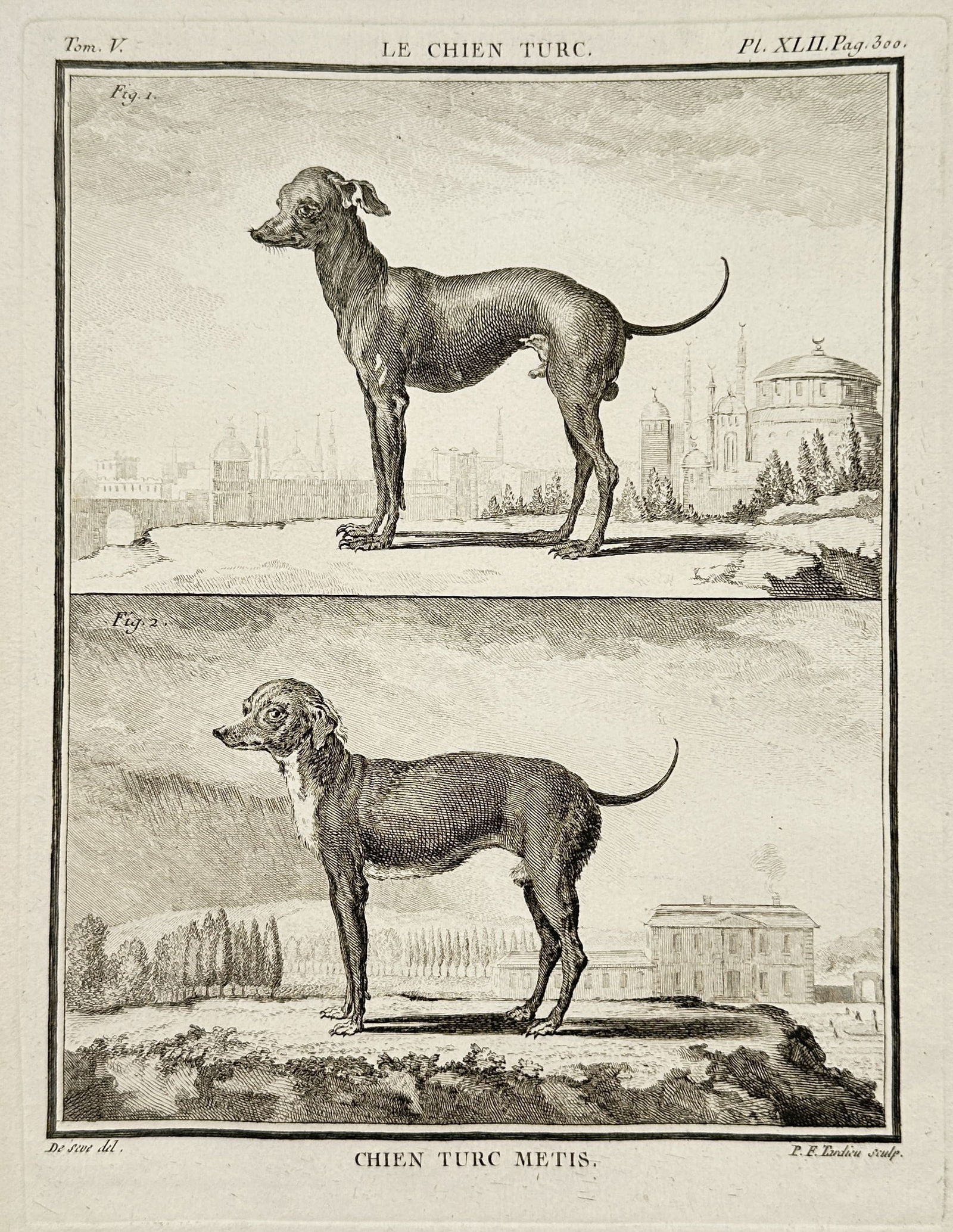 Georges-Louis Leclerc, Comte de Buffon – Zoological Illustration of the Turkish Dog and its (1 of 2)