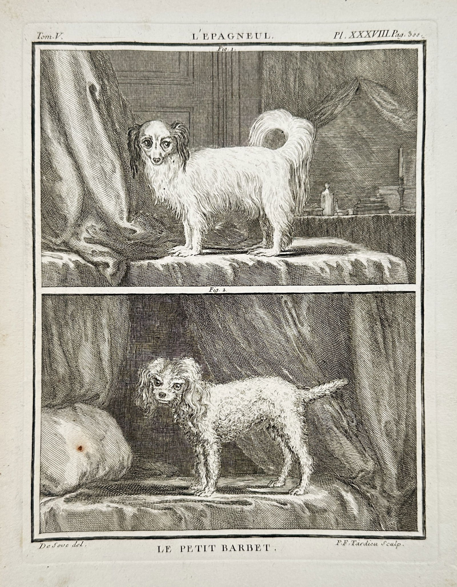 Georges-Louis Leclerc, Comte de Buffon – Zoological Illustration of the Spaniel and the Small (1 of 2)