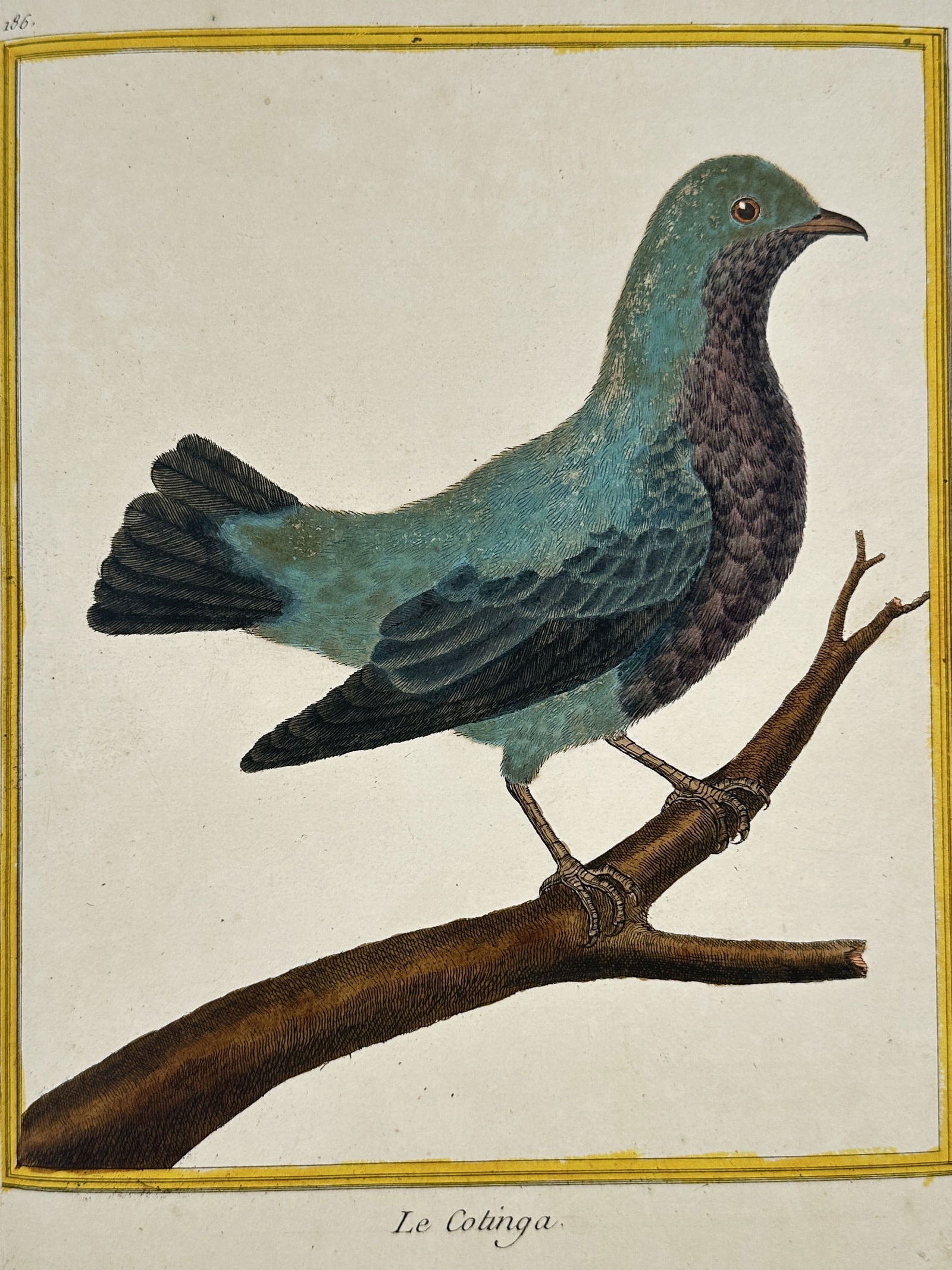François-Nicolas Martinet – Zoological Illustration of Le Colinga – Hand-colored engraving (1 of 2)