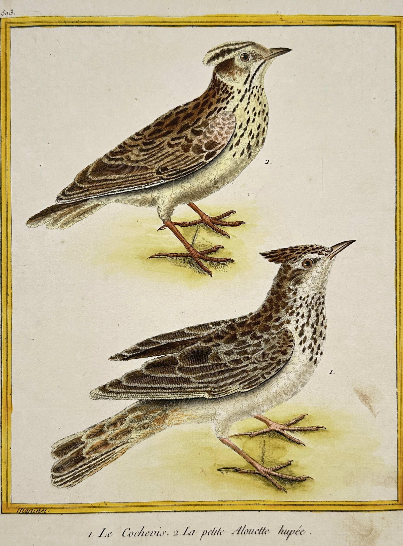 François-Nicolas Martinet – Zoological Illustration of the Crested Lark and Smaller Lark (1 of 2)