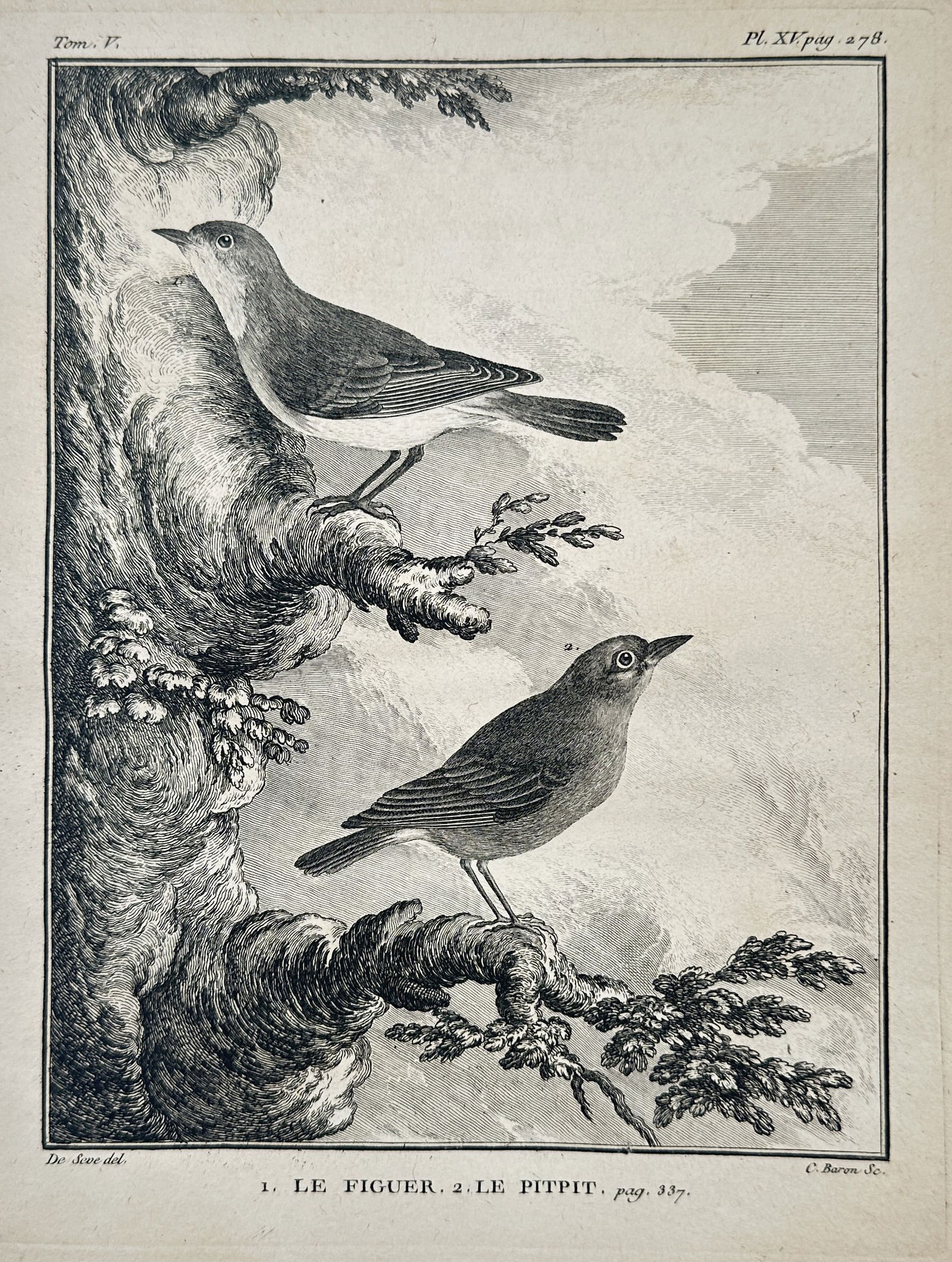 Georges-Louis Leclerc, Comte de Buffon – The Fig-eater and The Pipit – Engraving (c. 1750) (1 of 2)