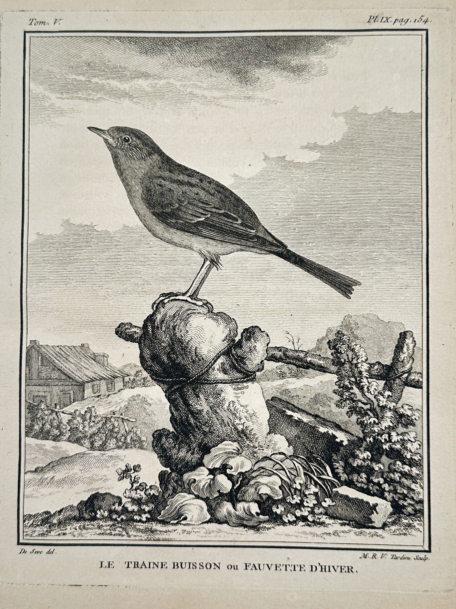 Georges-Louis Leclerc, Comte de Buffon – The Hedge Sparrow or Winter Warbler – Engraving (c. (1 of 2)