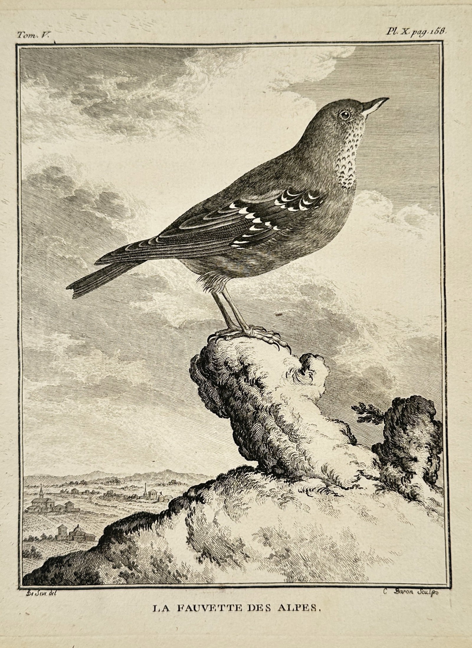Georges-Louis Leclerc, Comte de Buffon – The Alpine Warbler – Engraving (c. 1750) (1 of 2)