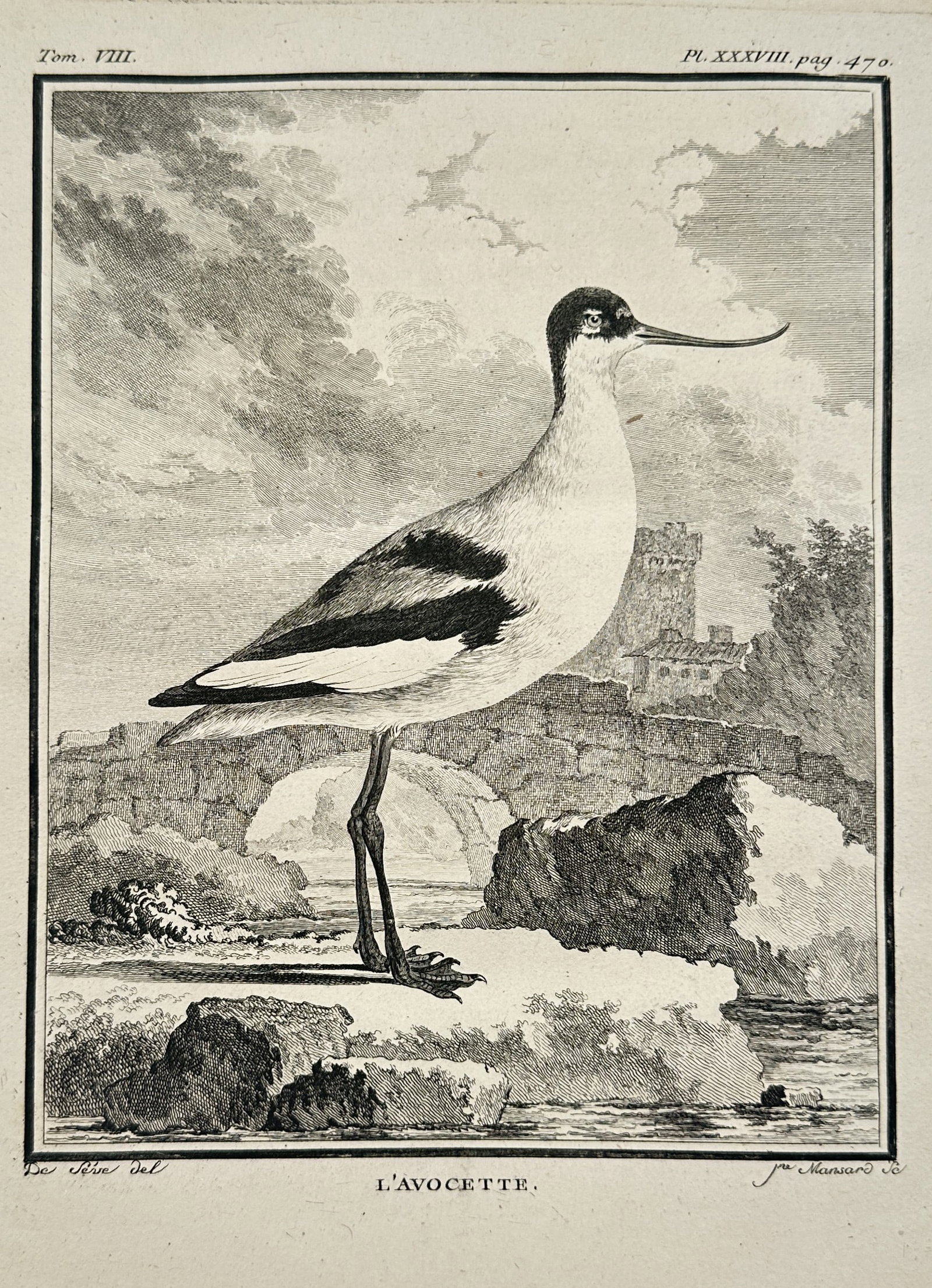 Georges-Louis Leclerc, Comte de Buffon – The Avocet – Engraving (c. 1750): This engraving depicts the Avocet, a distinct wading bird with an upward-curved bill, standing by the water with architectural ruins in the background, from Tome VIII of Buffon's Histoire Naturelle. G