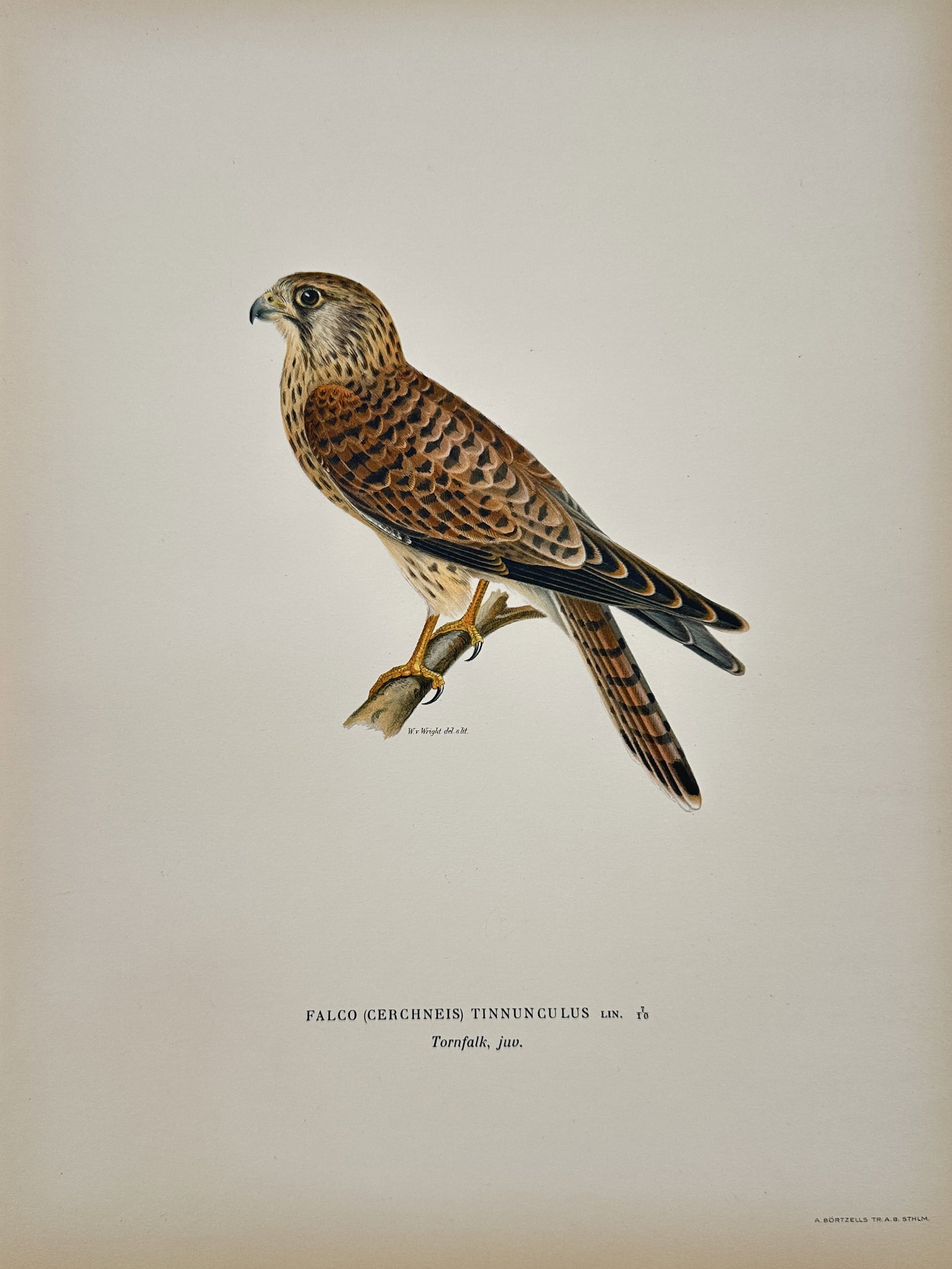 Wilhelm von Wright (1810-1887) – Kestrel, female – Chromolithograph (c. 1929) (1 of 2)